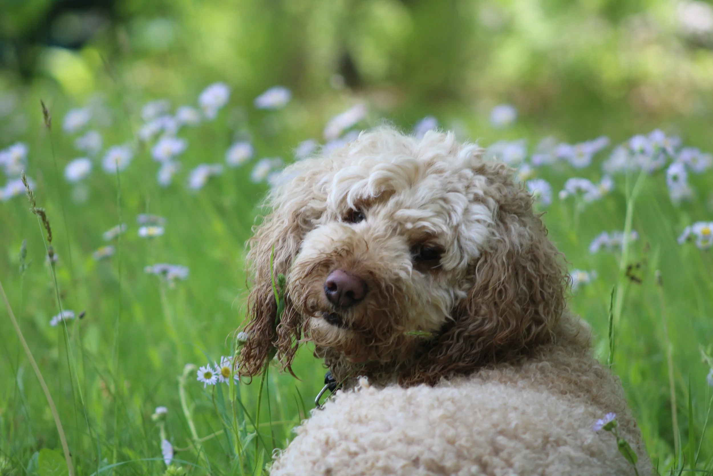Saffy (for Saffron)  Tinmouth Pond, Vermont