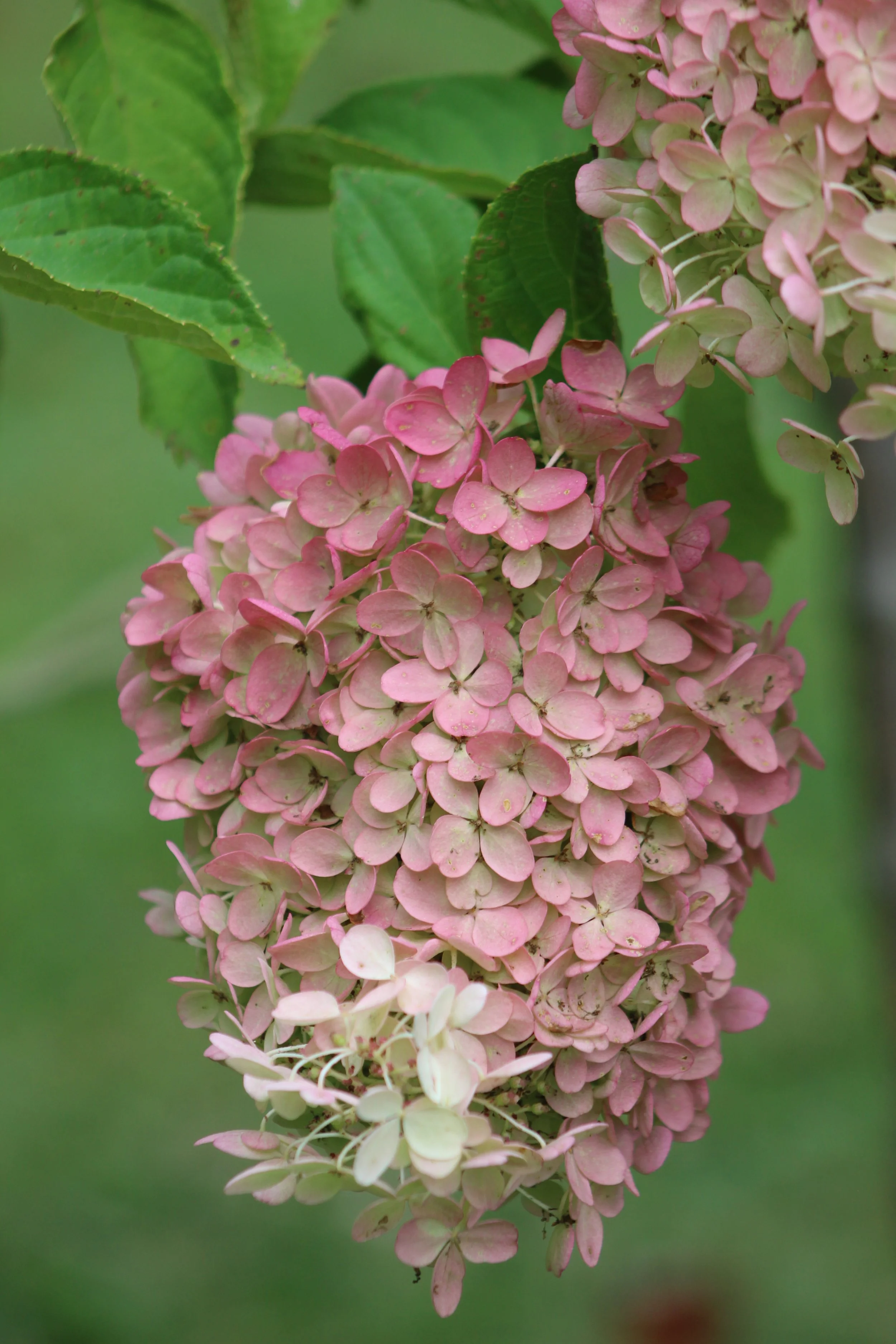 Hydrangea      Tinmouth Pond, Vermont