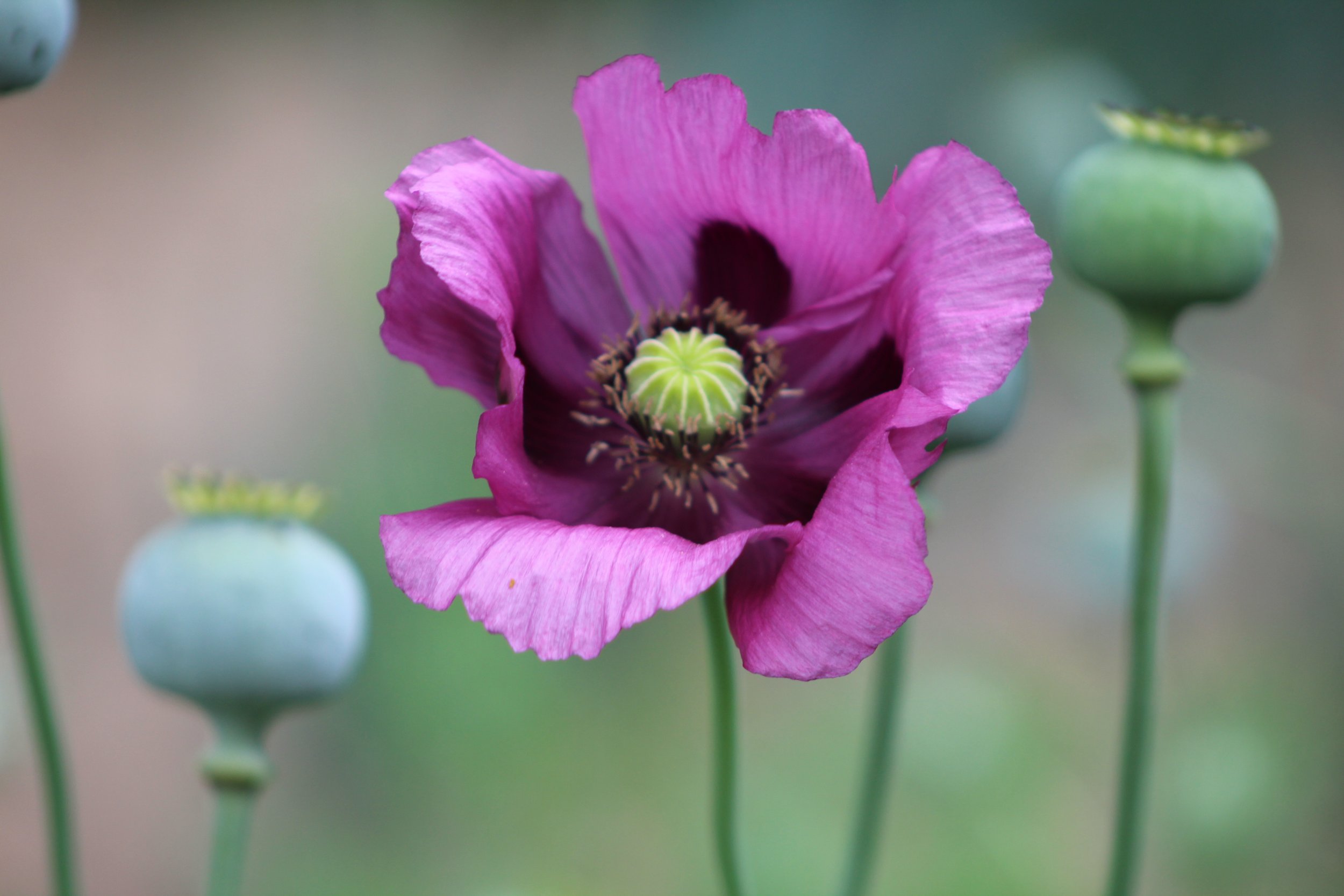 In Sissy's Garden Middletown Springs, Vt