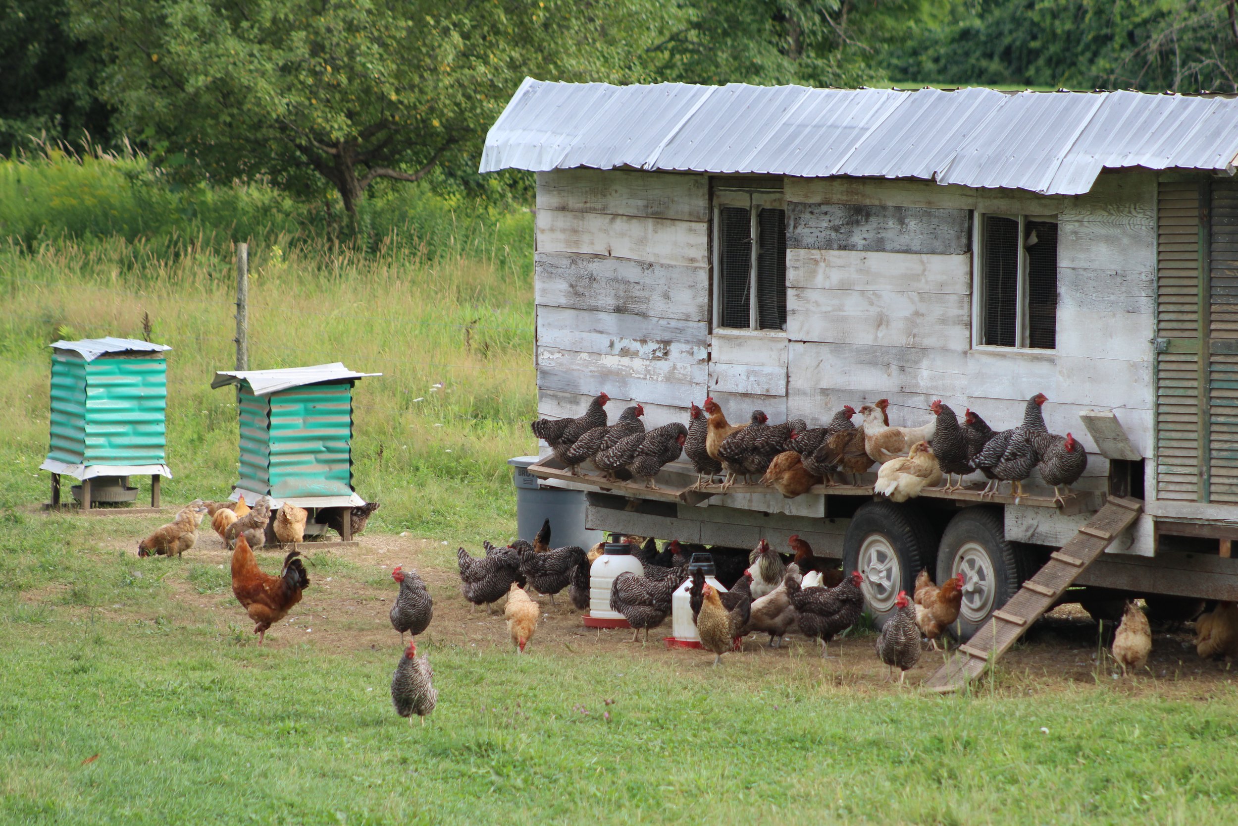 Chicken Coop      Rt 100 to Rutland, Vermont