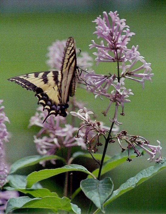First Swallowtail Tinmouth Pond, Vermont