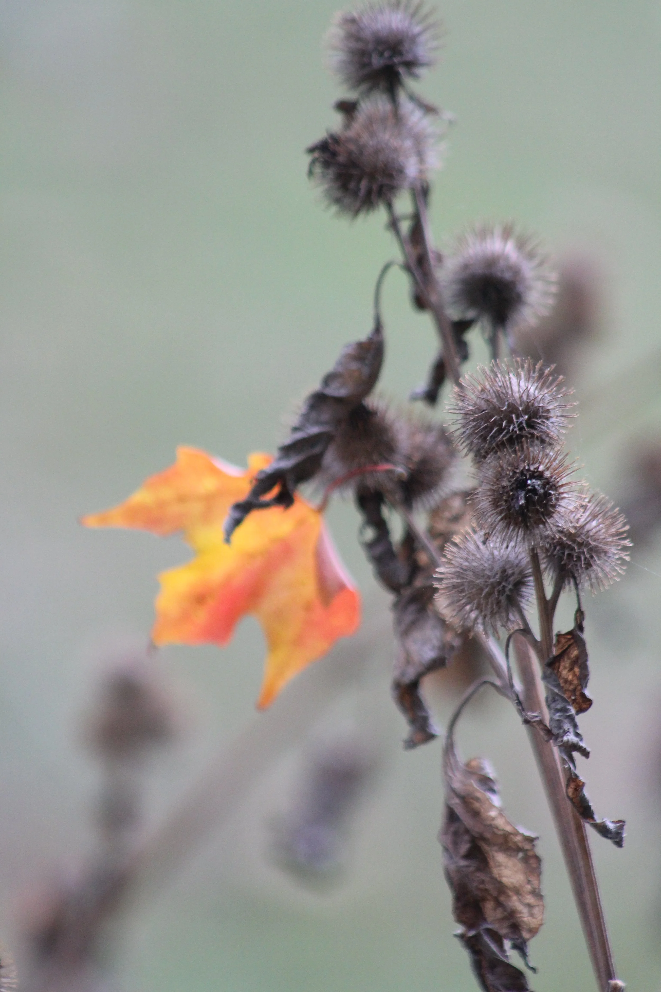Hanging On     Tinmouth Pond Vermont
