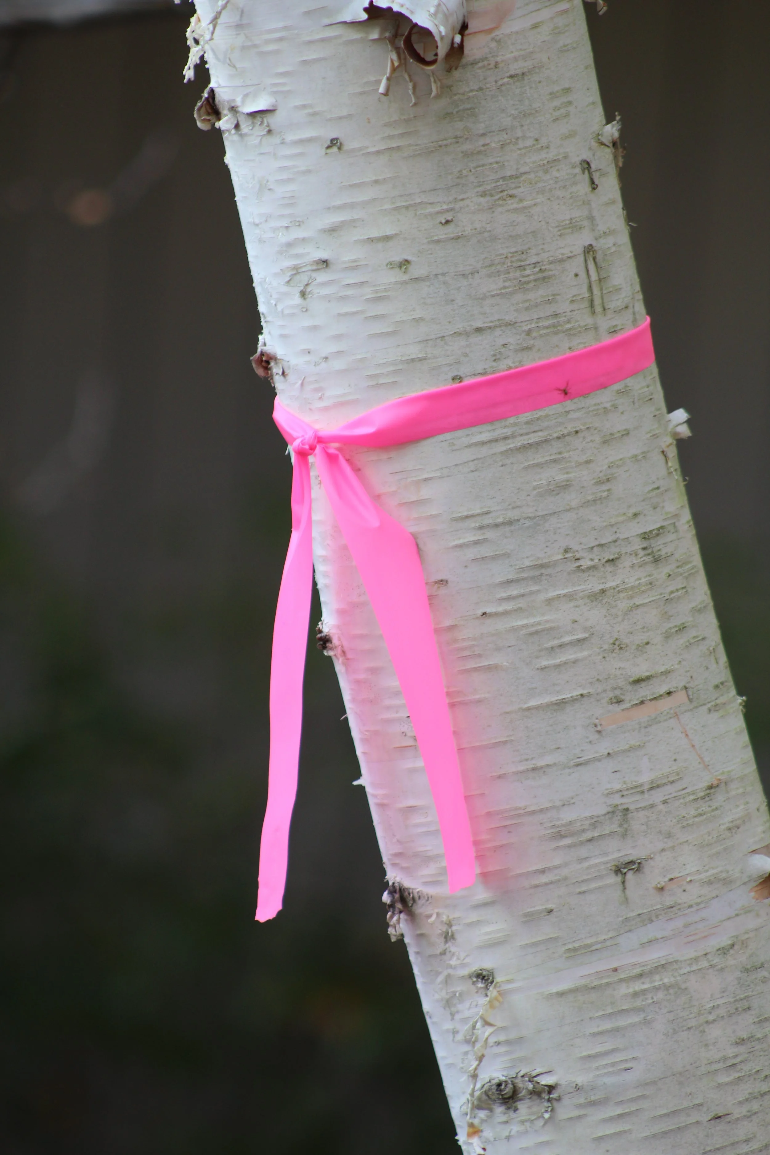Marked            Tinmouth Pond, Vermont