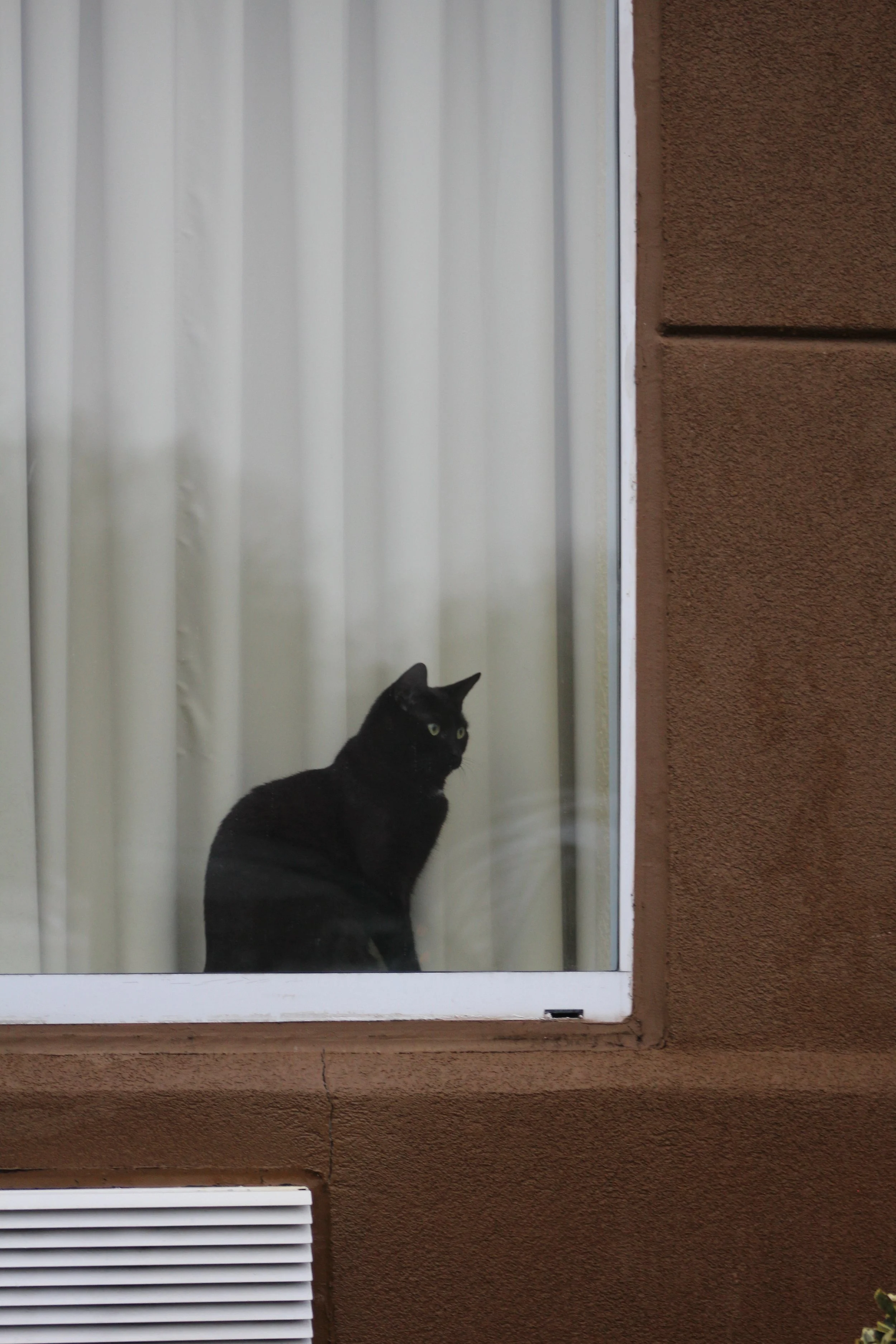 Black Cat In The Window       Ashland, Virginia