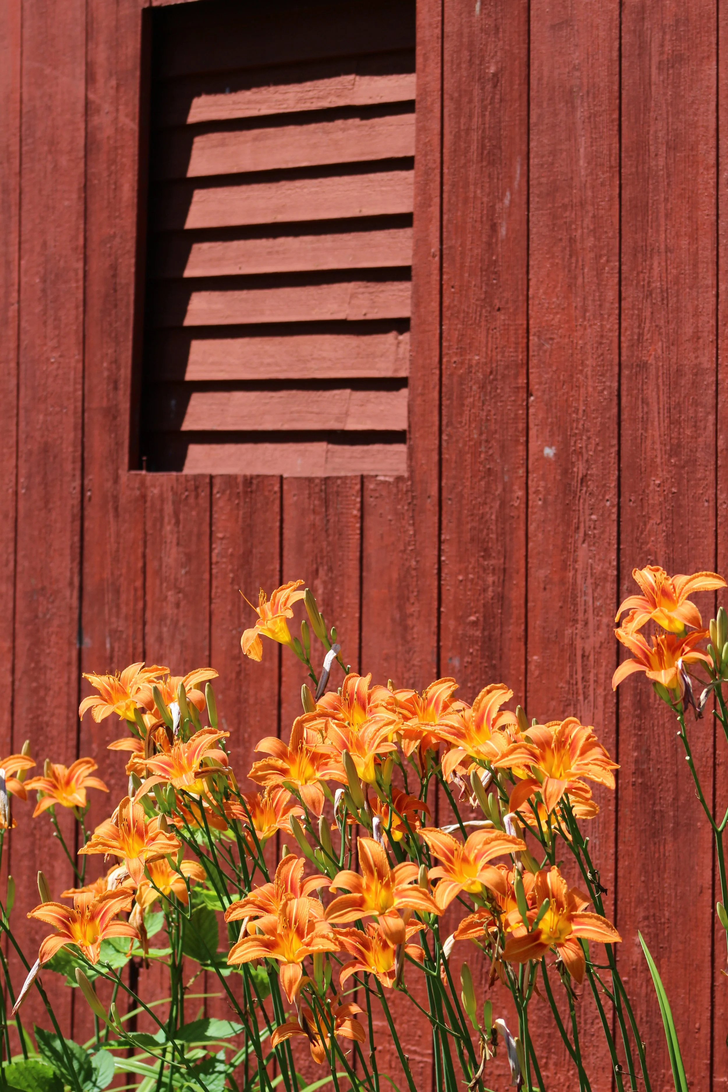 June at Bonny's Studio   North Chittenden, Vt