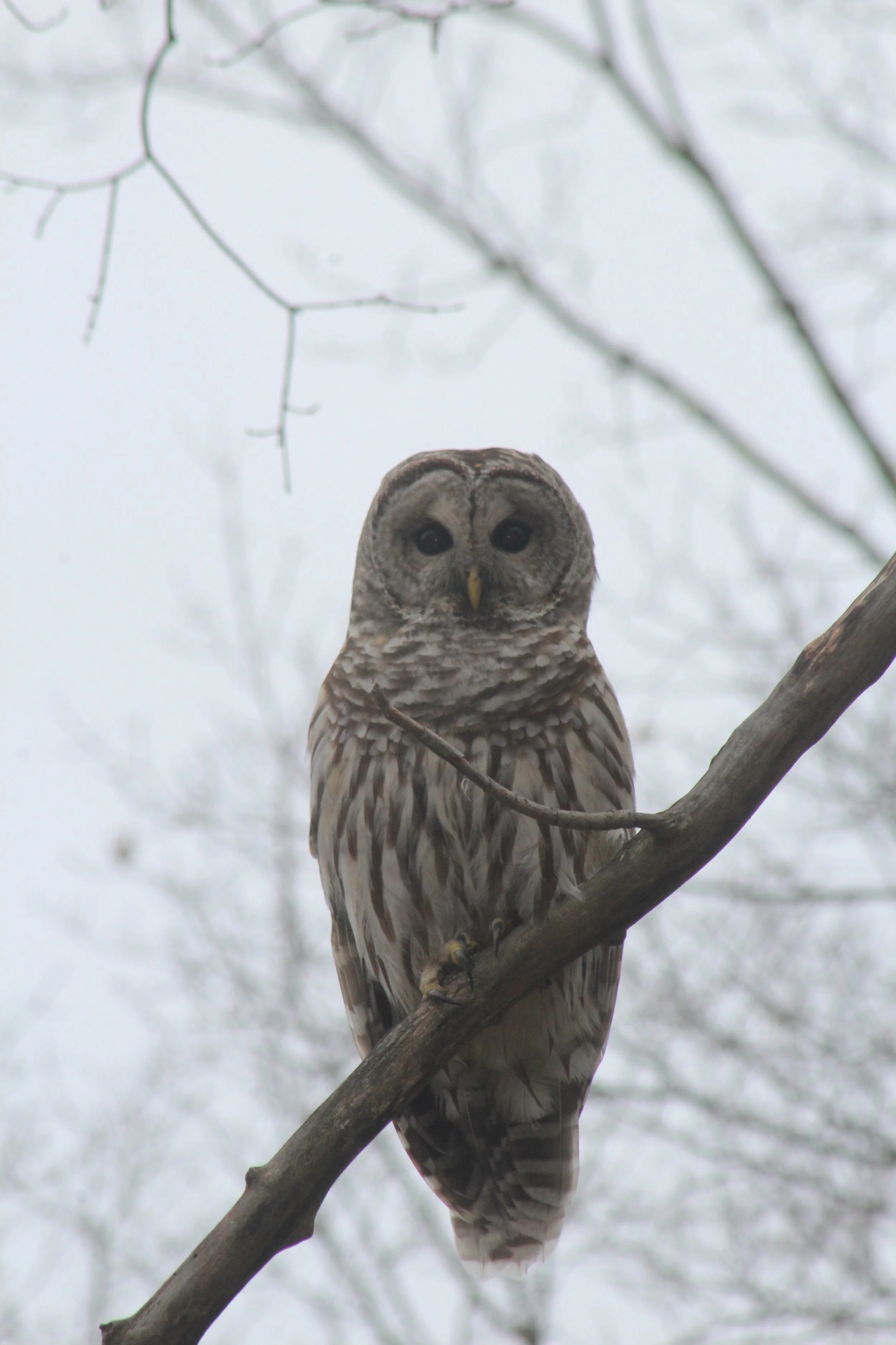 Contest         Tinmouth Pond, Vermont