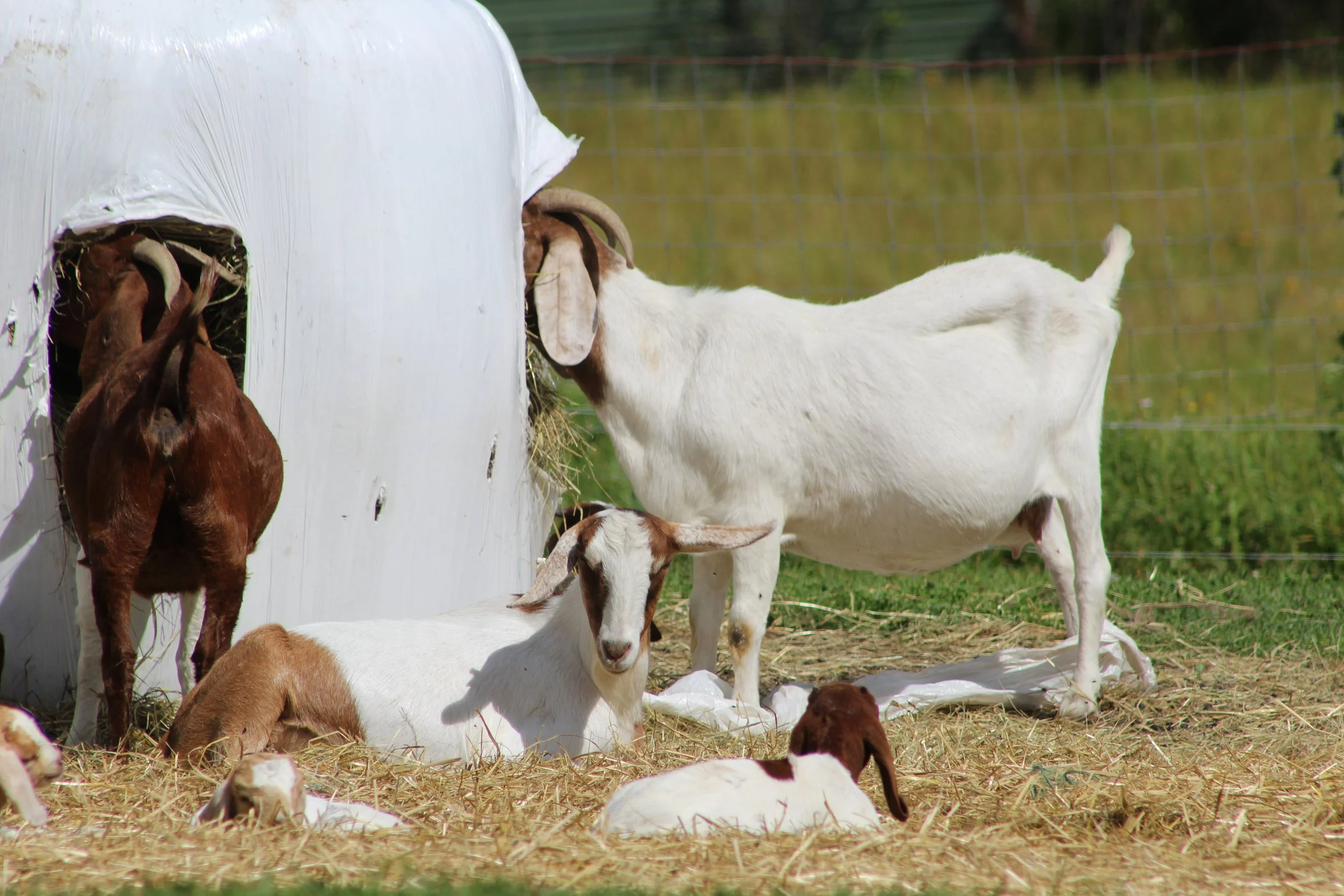 Feeding Time       Danby, Vermont