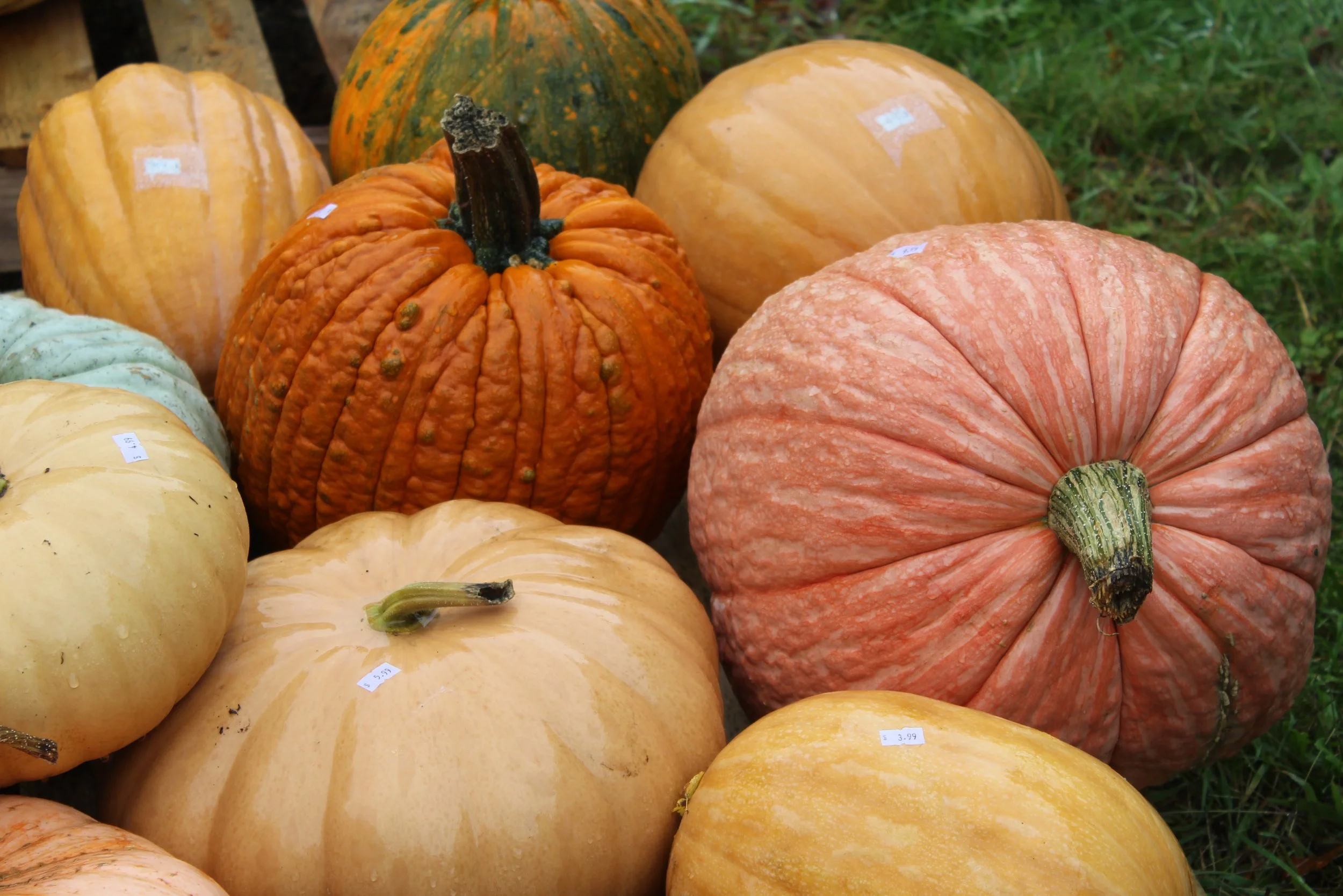 Smokey House Selection    Danby, Vermont