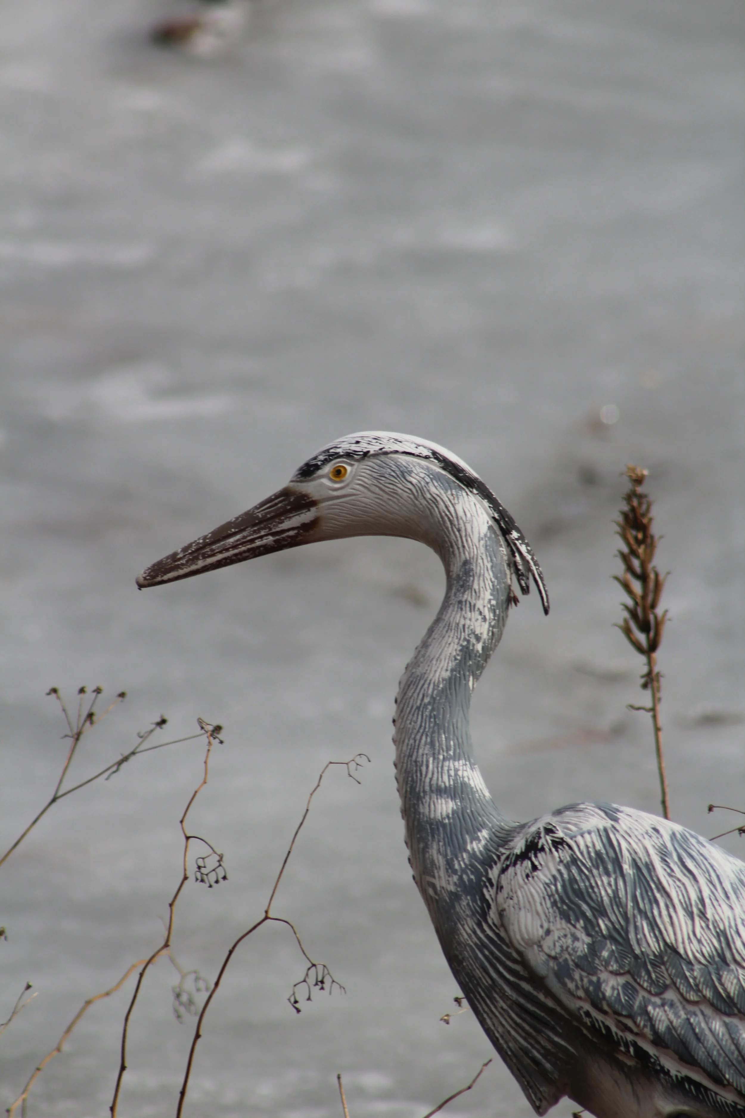 Still Life       Tinmouth Pond Vermont