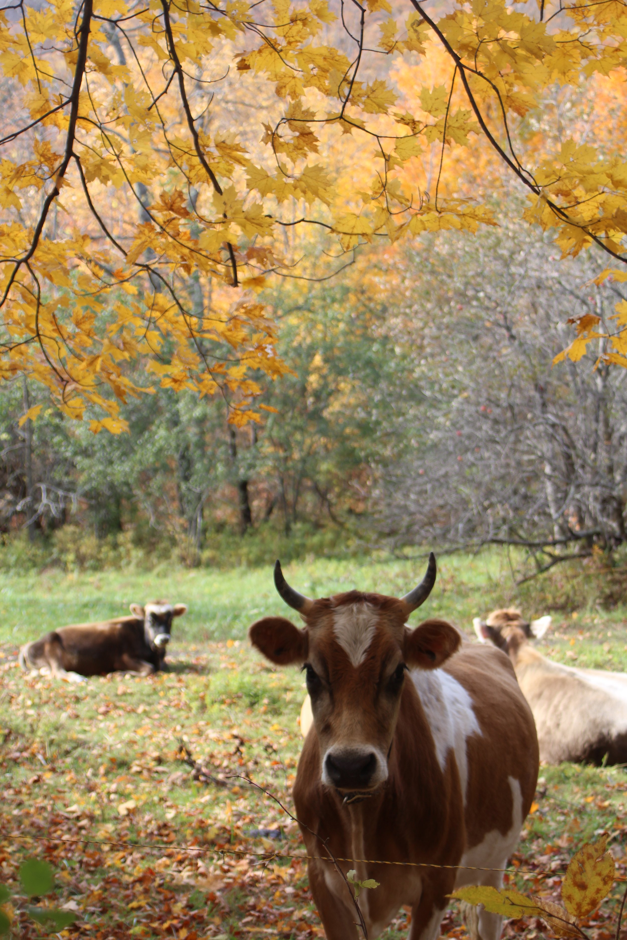 Here's Looking at You      Danby, Vermont