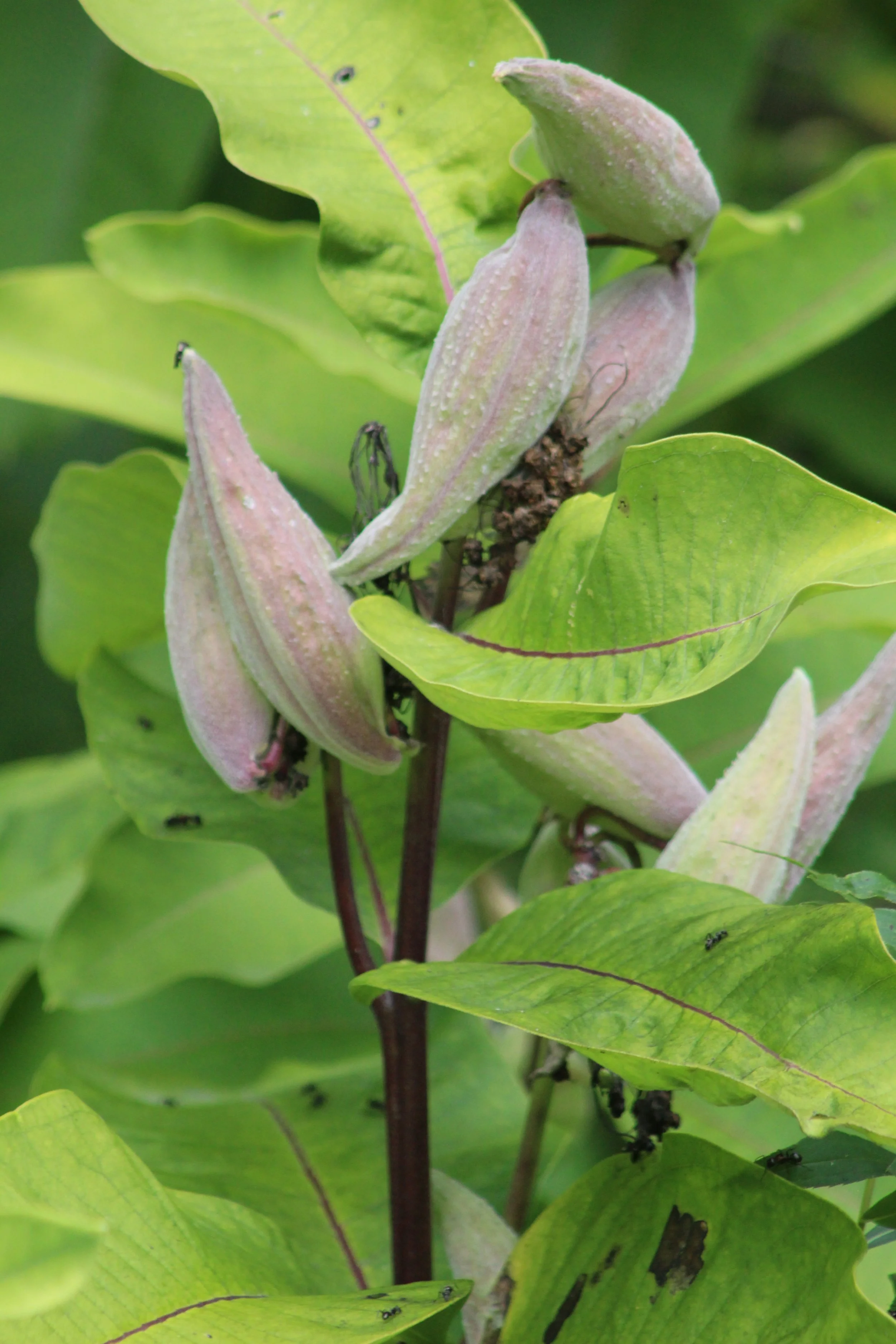 Purple Milkweed Pods  Tinmouth Pond, Vt