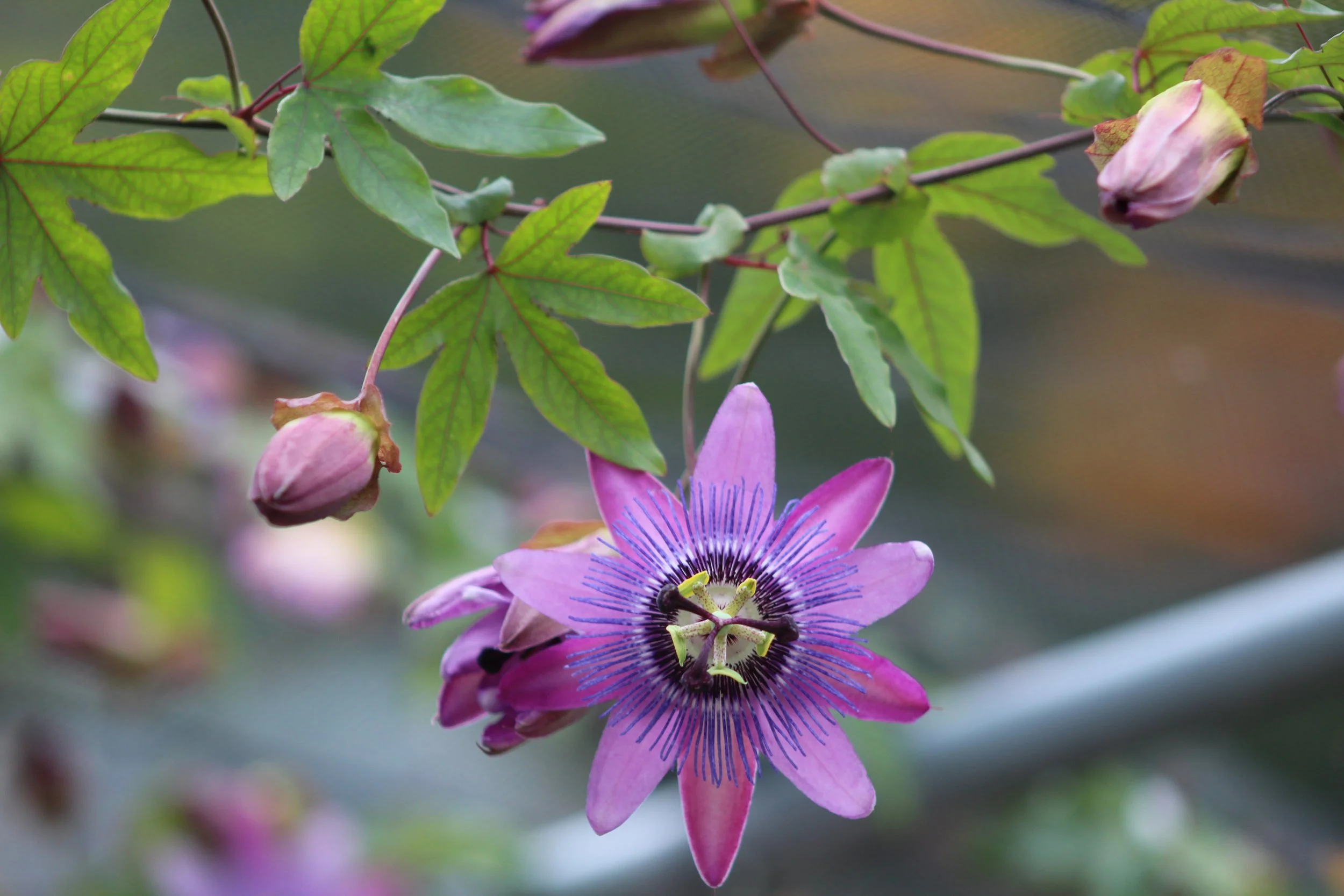 Clematis         Manchester, Vermont