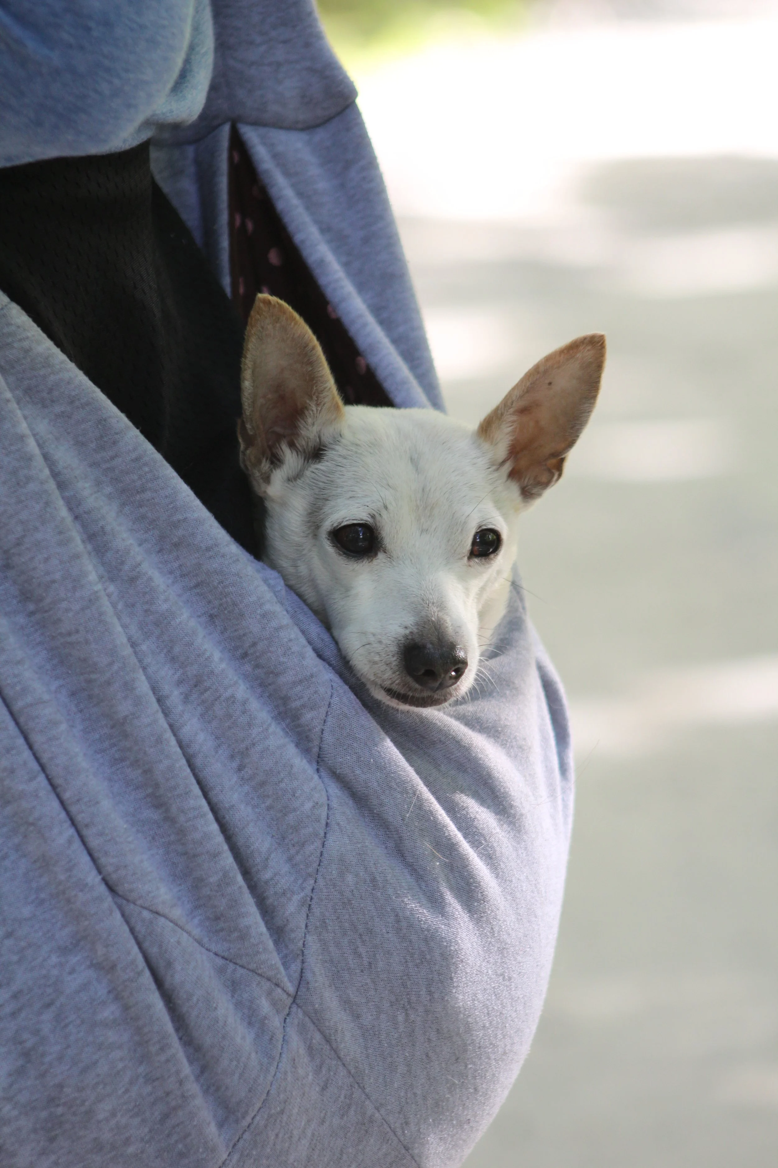 Kangaroo Henry    Tinmouth Pond, Vermont
