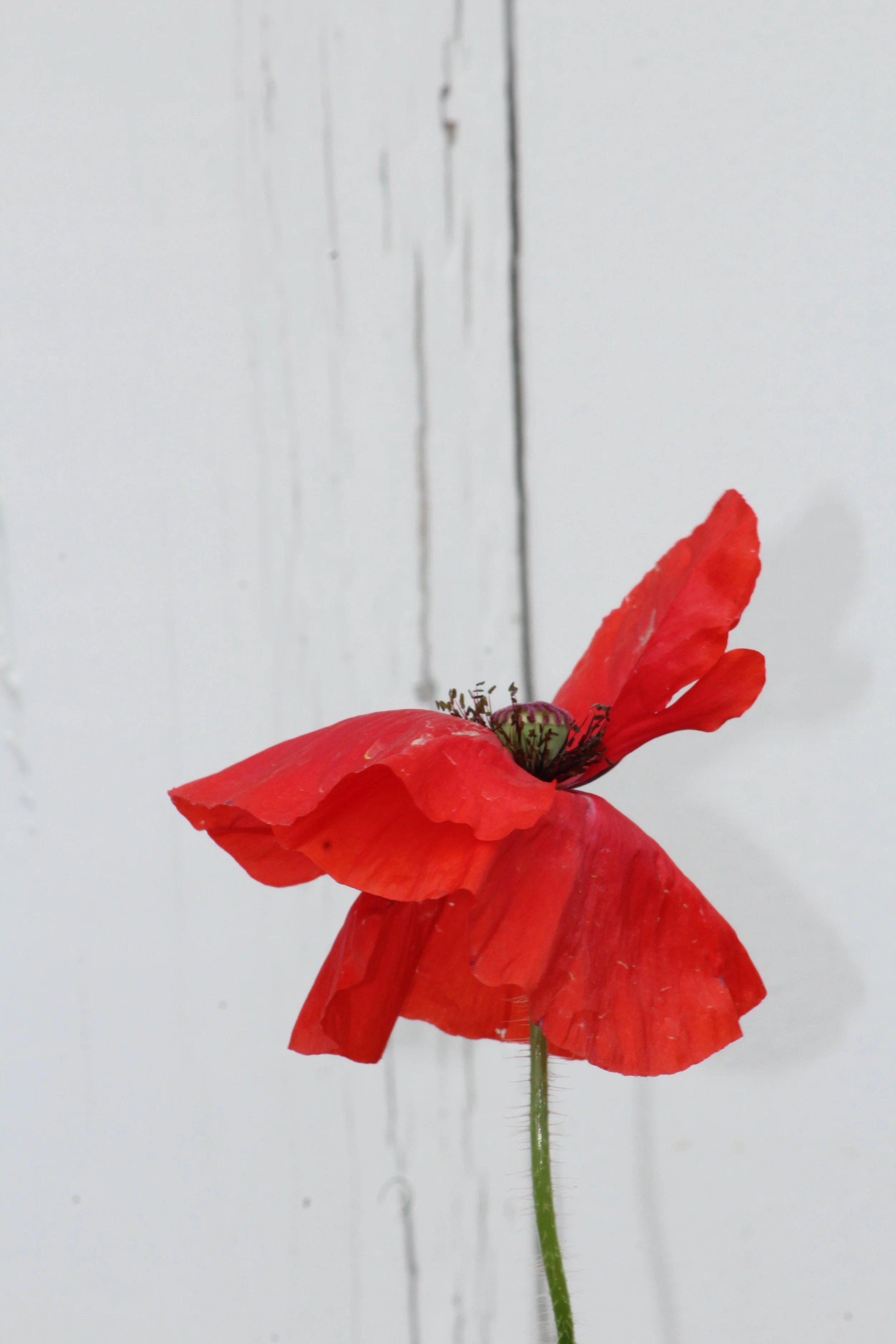 A Single Poppy      Gaylordsville, Connecticut