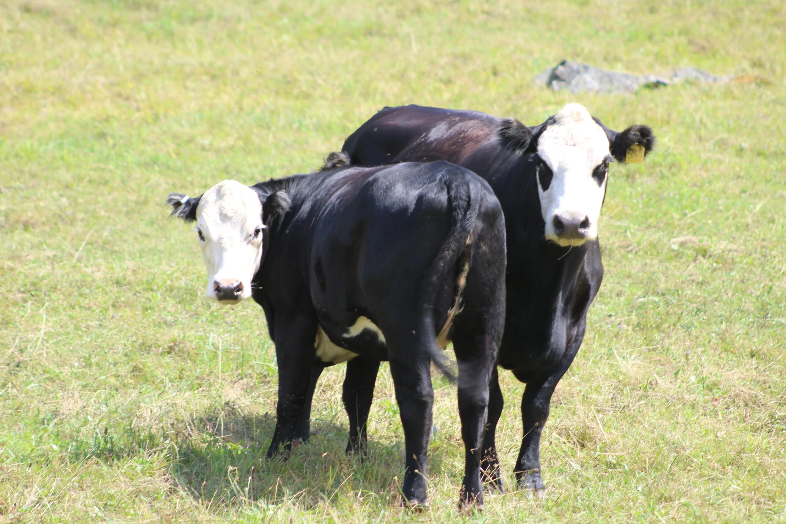 Front To Back      Rt 12 to Montpelier, Vermont