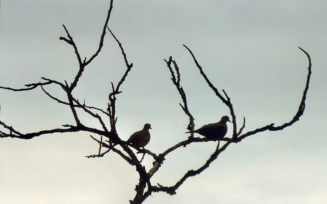 "Two Turtle Doves" Milford, Connecticut
