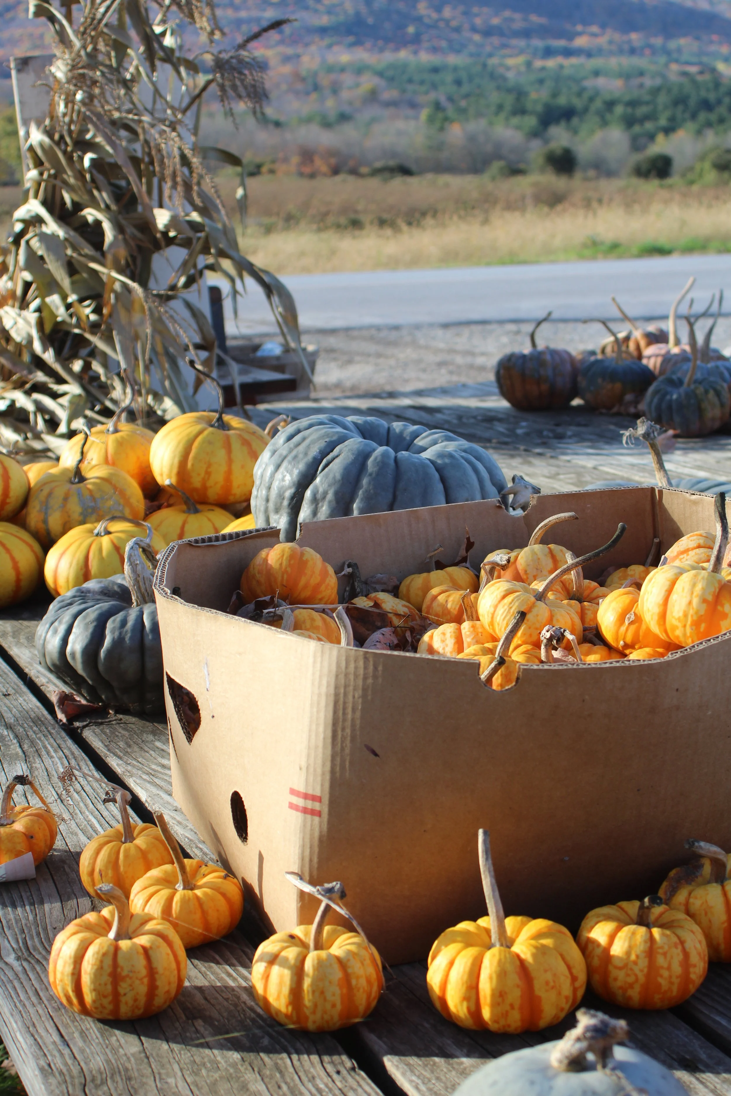 Tabletop Market    Tinmouth, Vermont