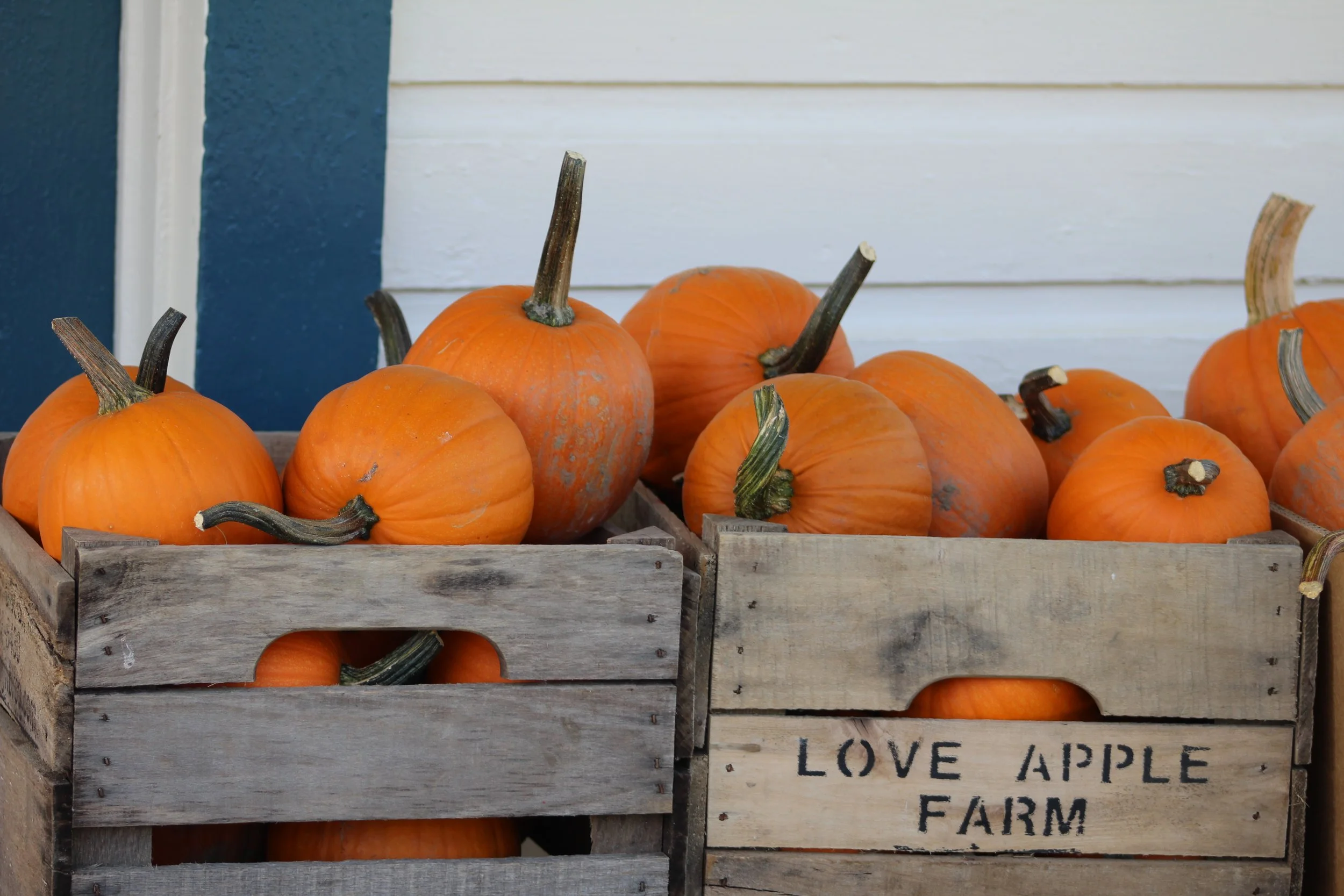  Berry Patch         Rt 22 Stephentown, NY