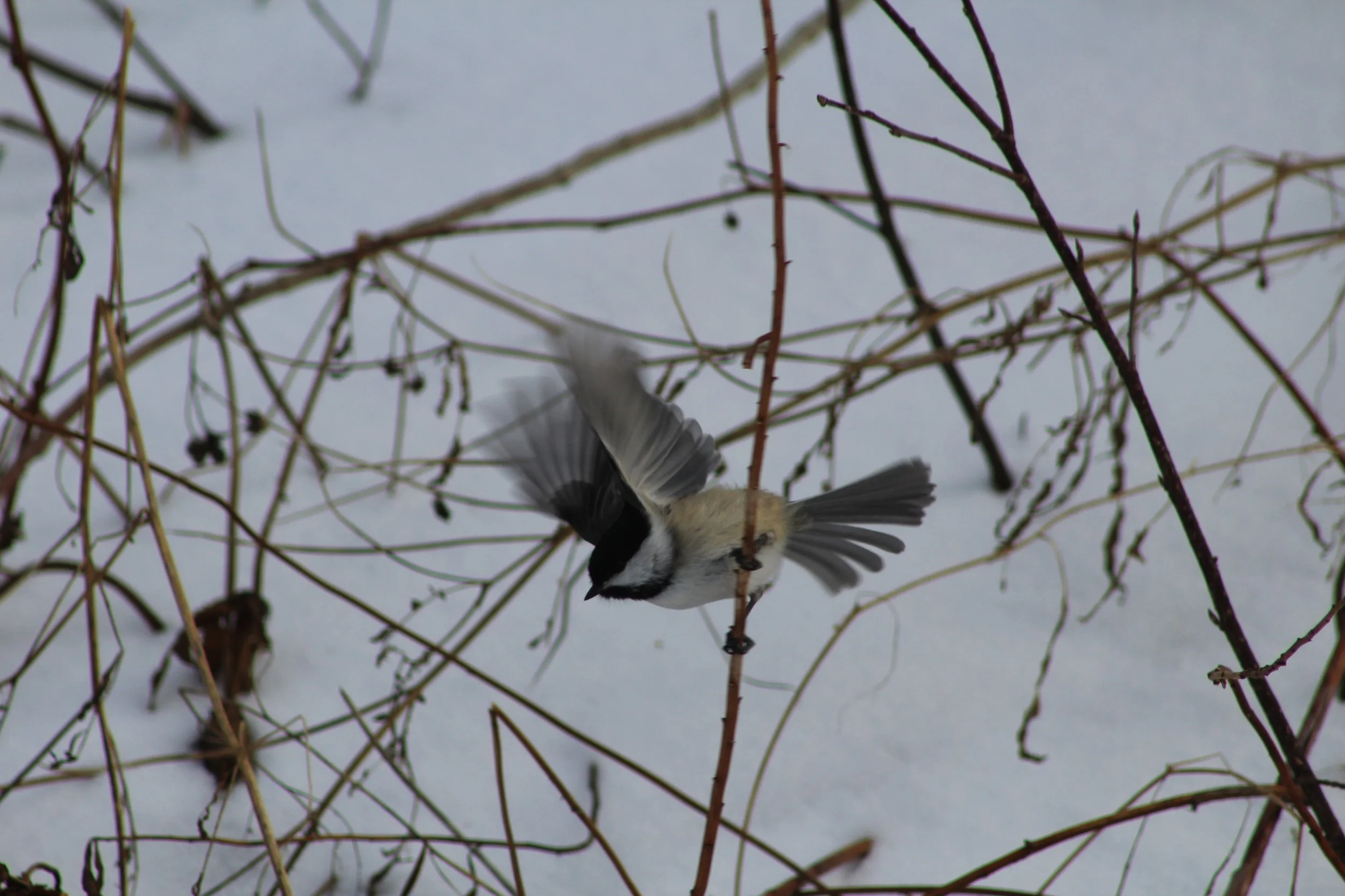 On The Wing        Mt. Holly, Vermont