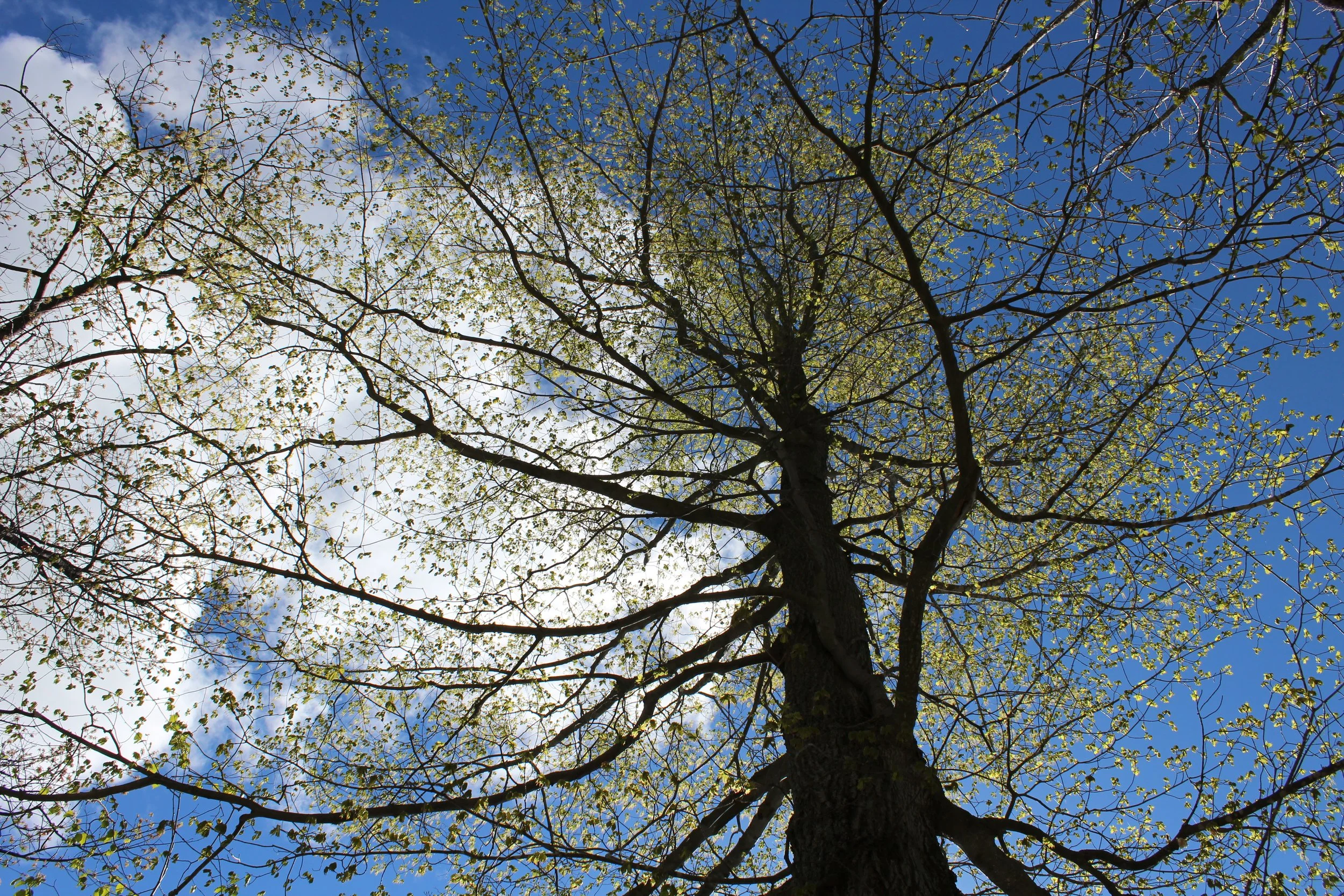 Leafing Out!       Tinmouth Pond Vermont