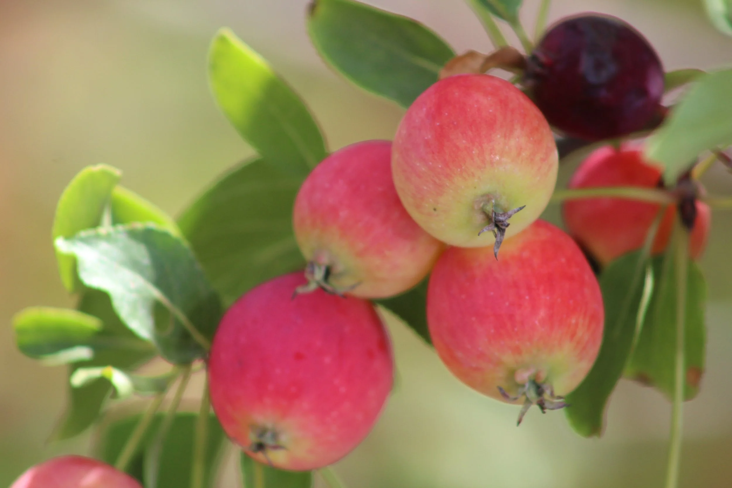 Crabapple        Danby, Vermont