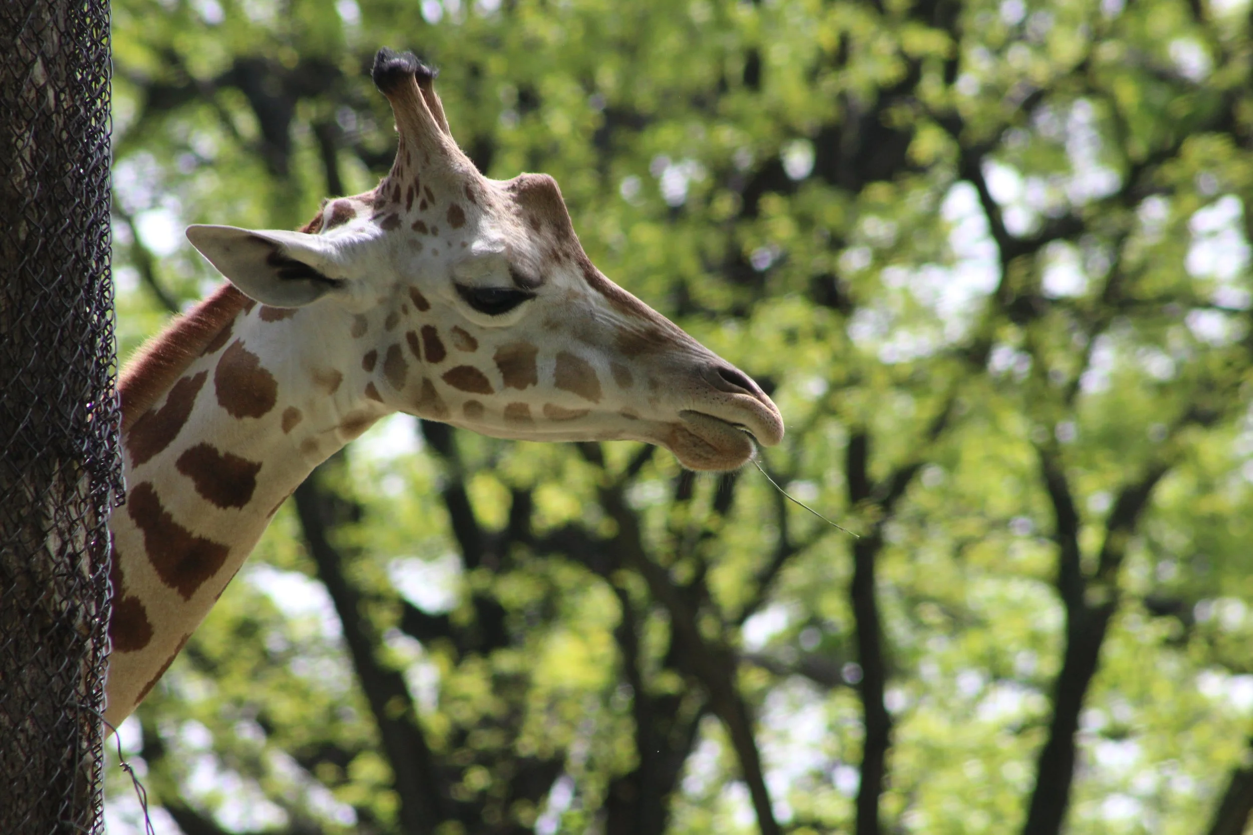 Unhappy Camper   Bronx Zoo   Bronx, NY