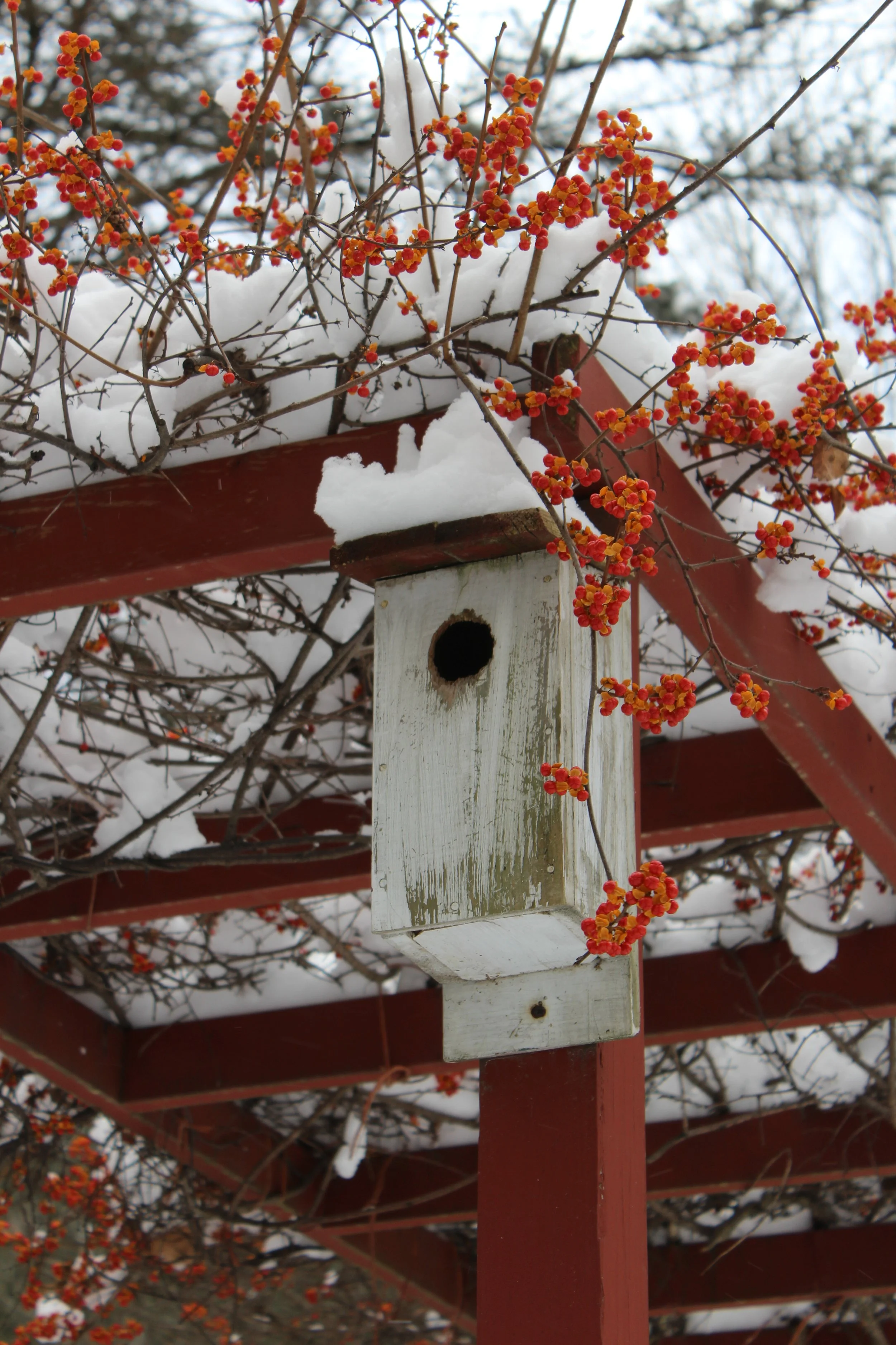 Birdhouse in Bittersweet       Danby, Vt