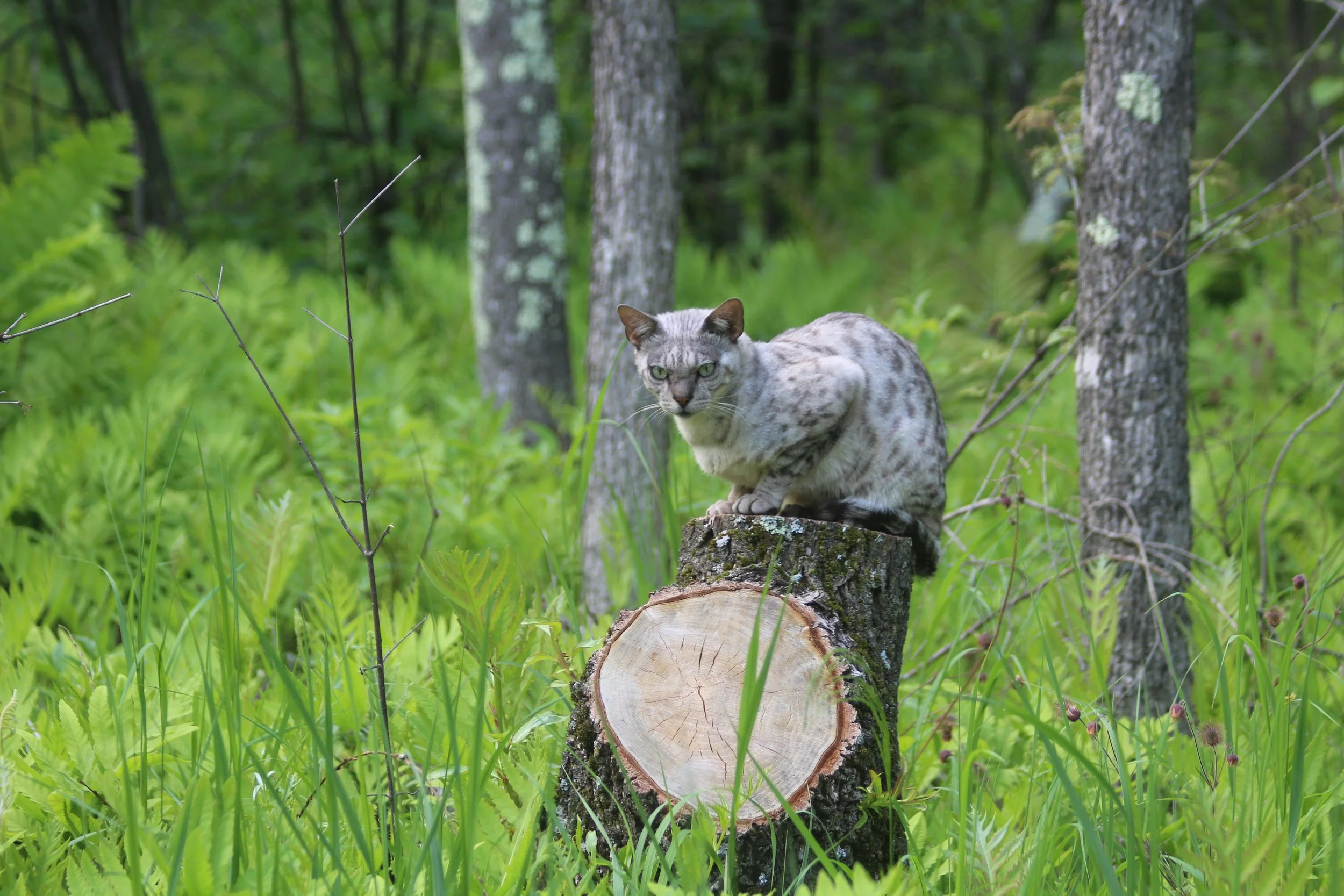 Wildcat        Tinmouth Pond, Vermont