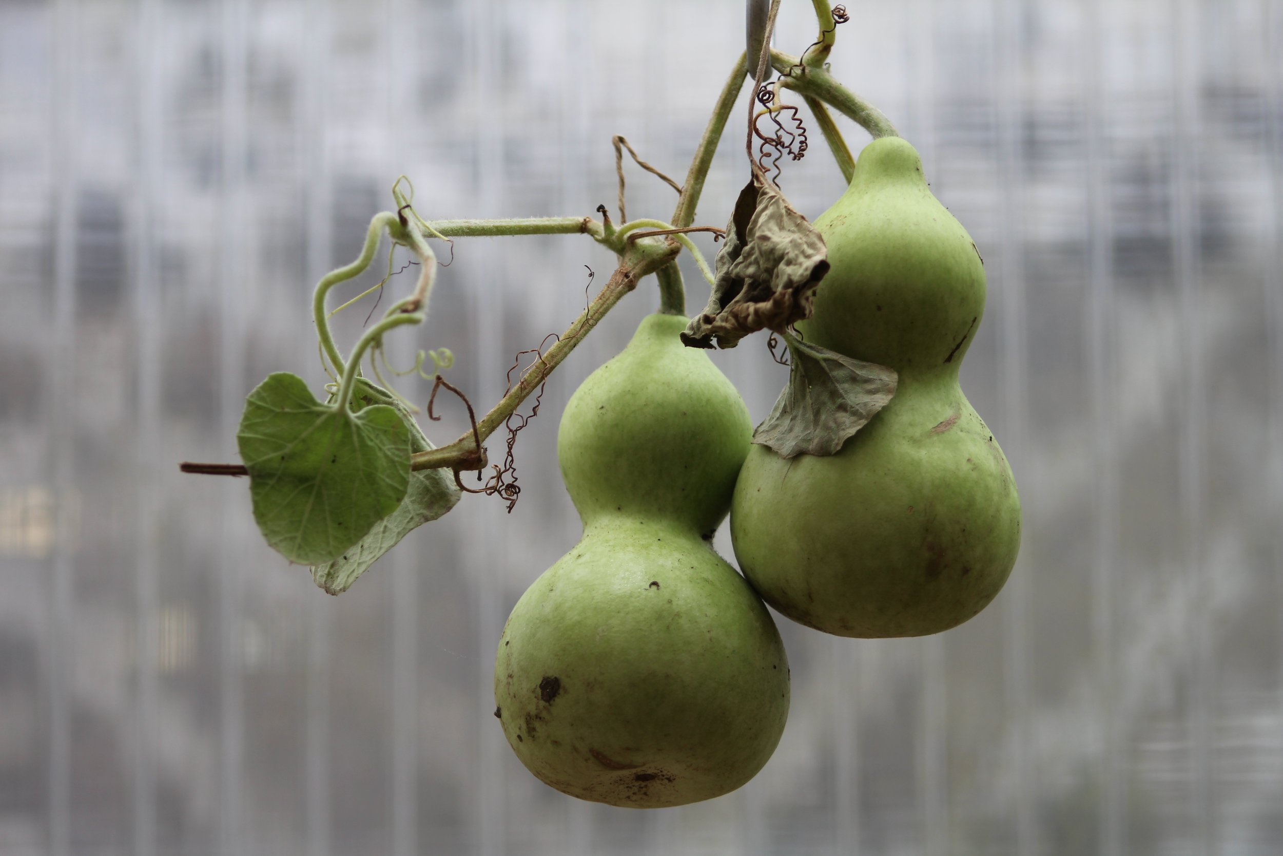 How's It Hangin'        Manchester, Vermont