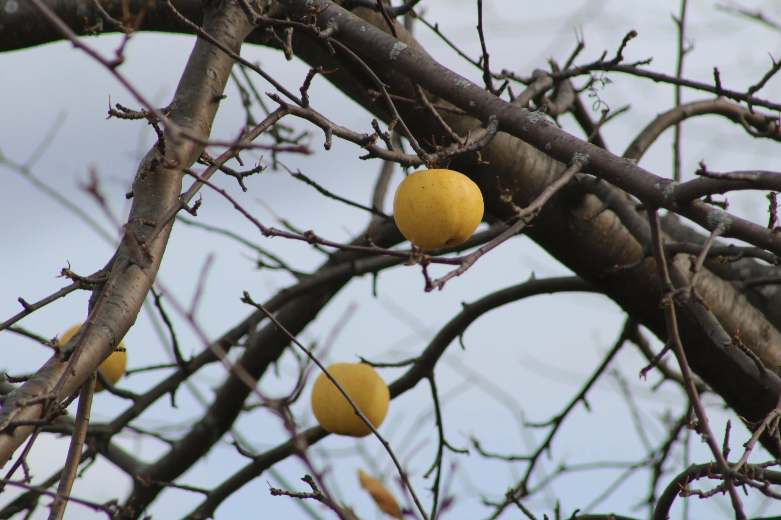 What Remains        Tinmouth, Vermont