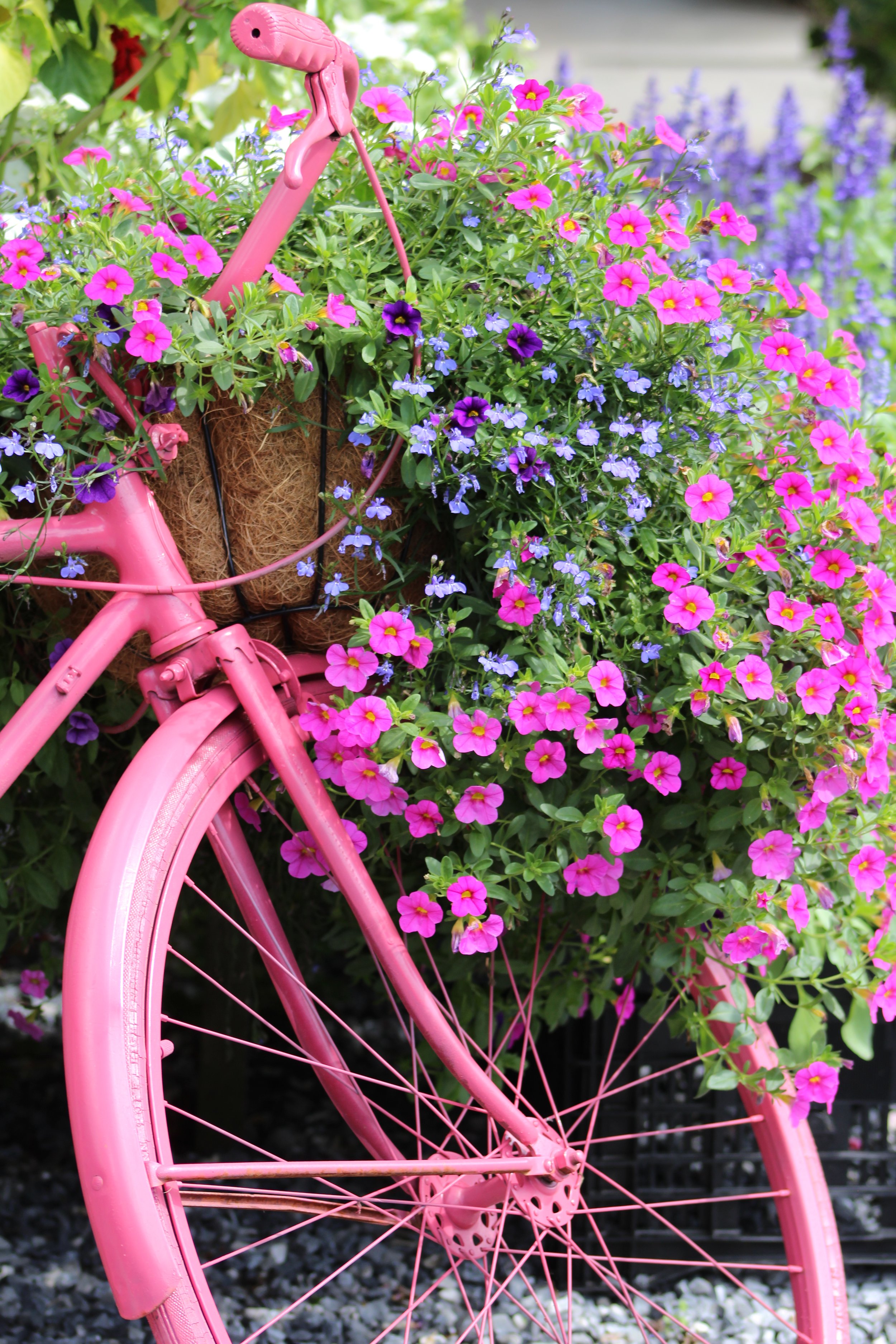Pretty In Pink       Brandon, Vermont
