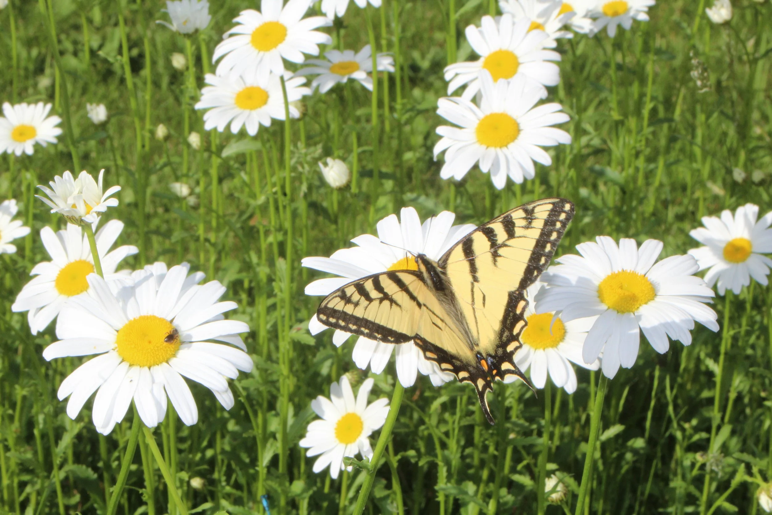 Daisy Feast      Tinmouth Pond, Vermont