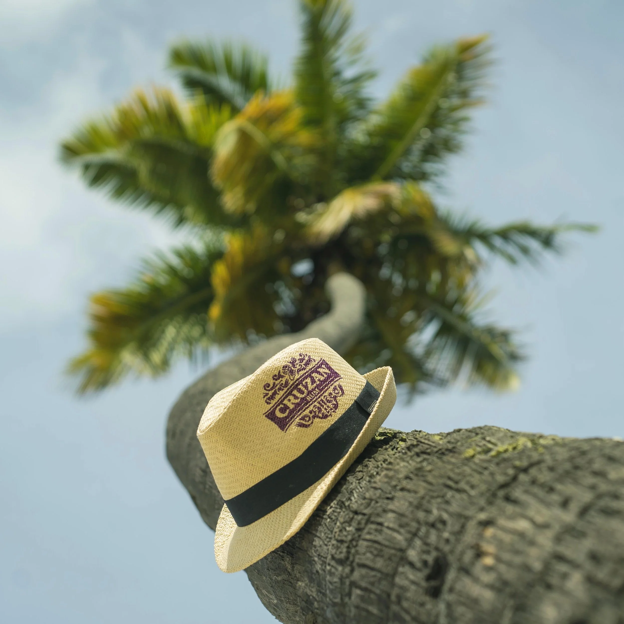 Hat on Tree_DSC03437.jpg