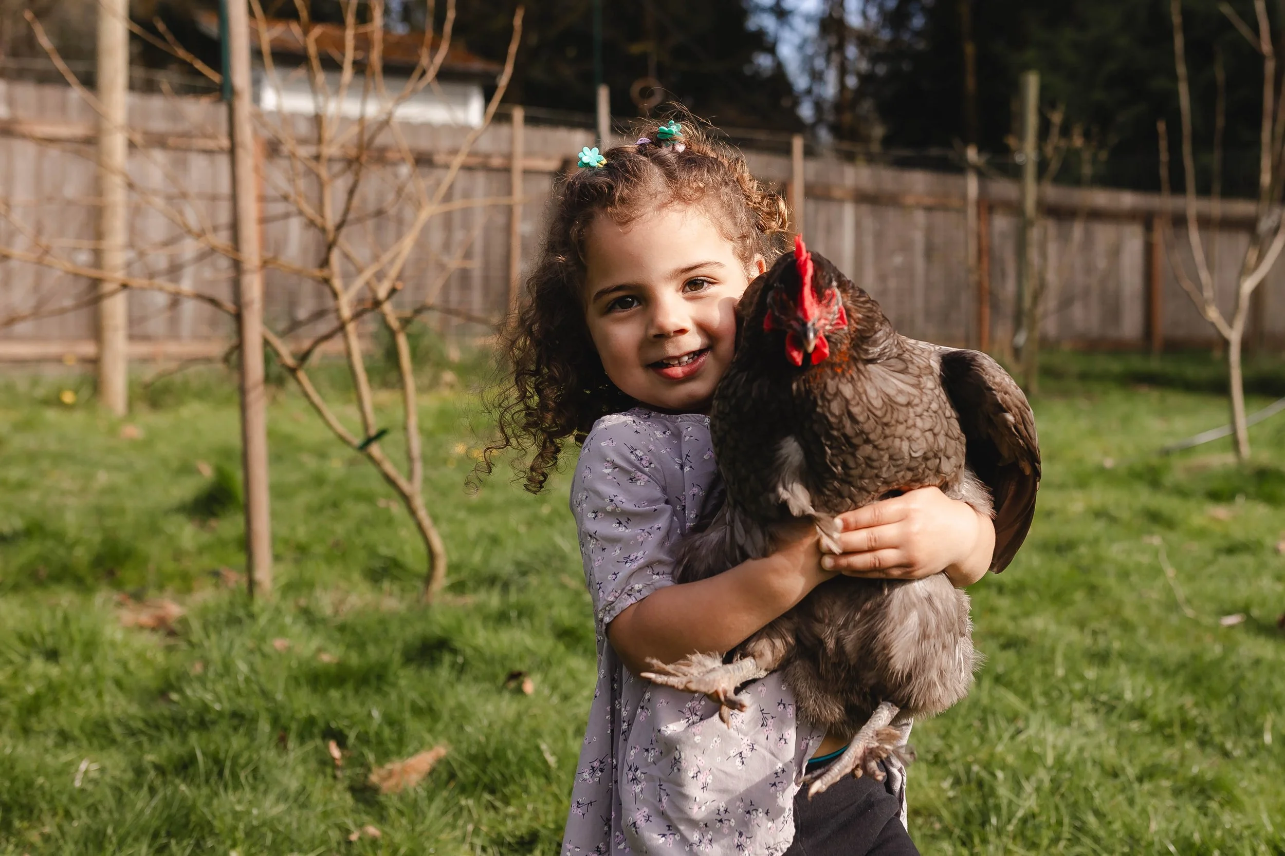 Lifestyle family photo session on a farm in Olympia Washington. Little girl poses with her pet chicken.