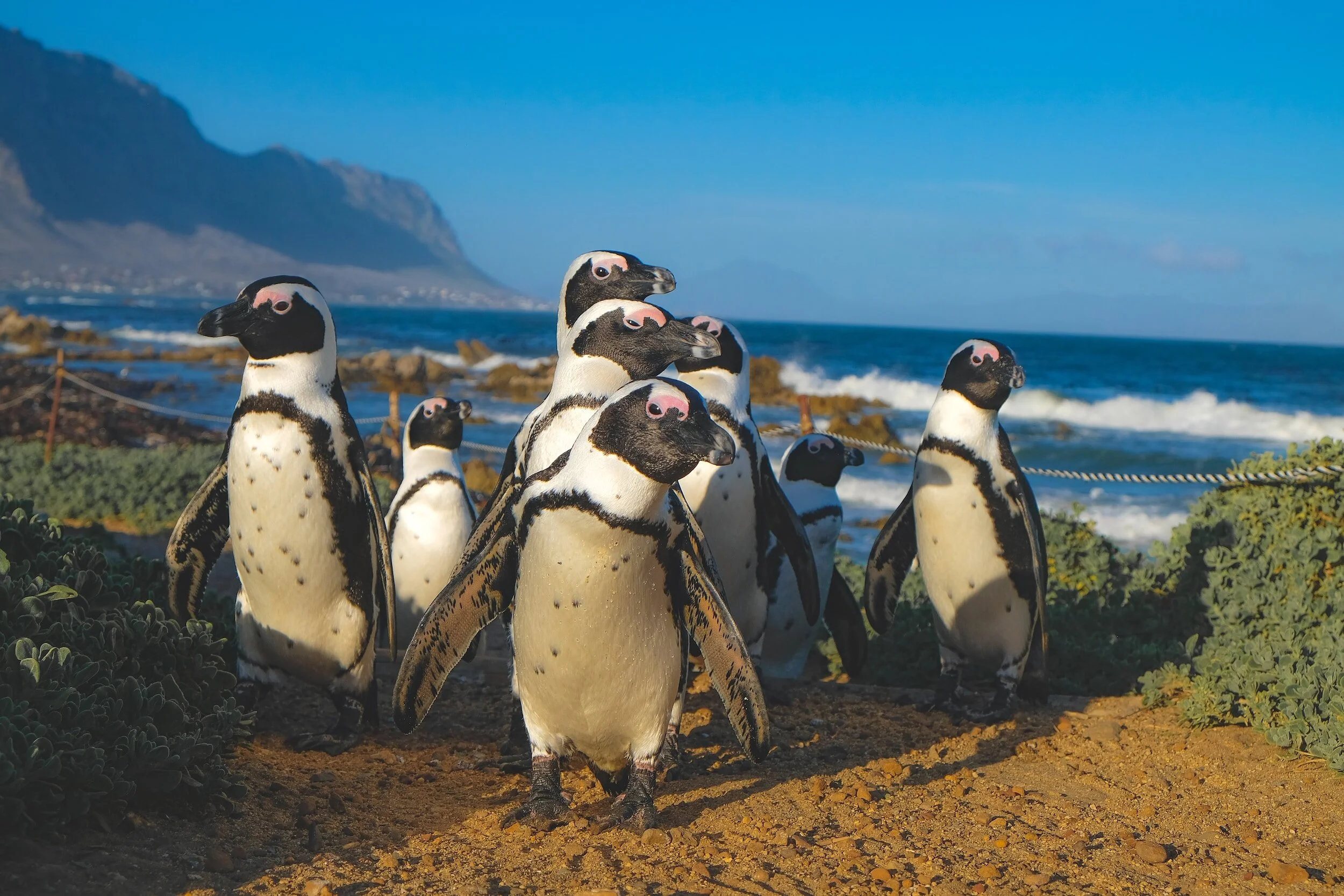 Group of African penguins on a beach near the ocean with mountains in the background.