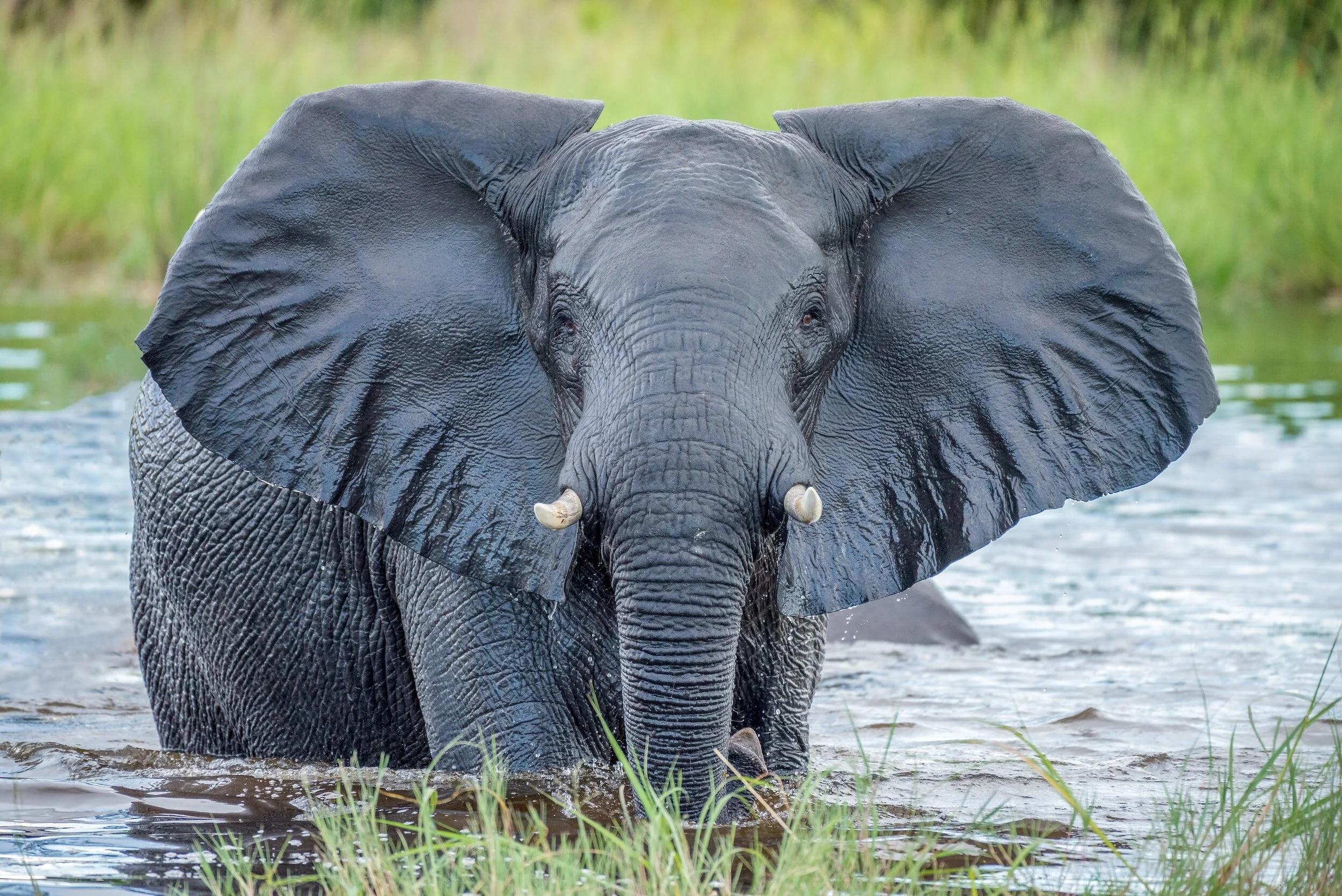 A large adult elephant standing in a body of water with tall green grass in the background.