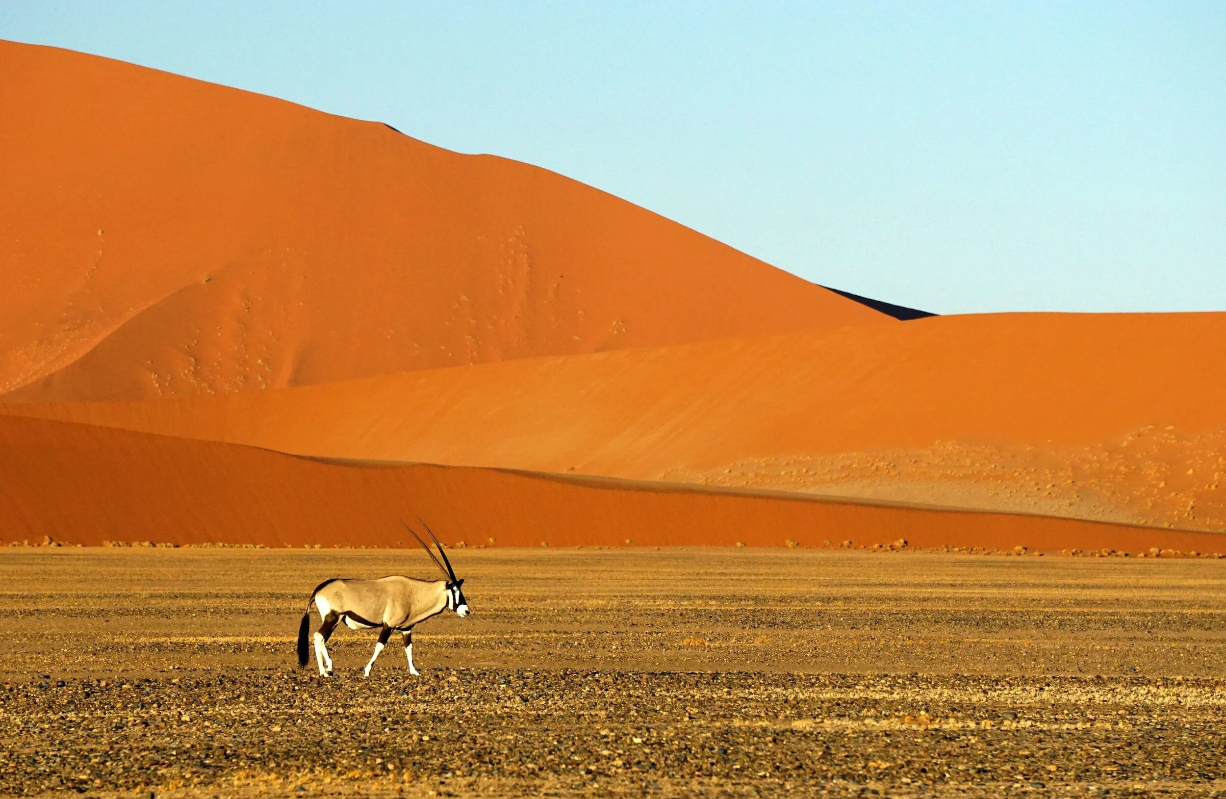 A desert landscape with large orange sand dunes, a clear blue sky, and a lone black and white horse grazing on the sandy ground.