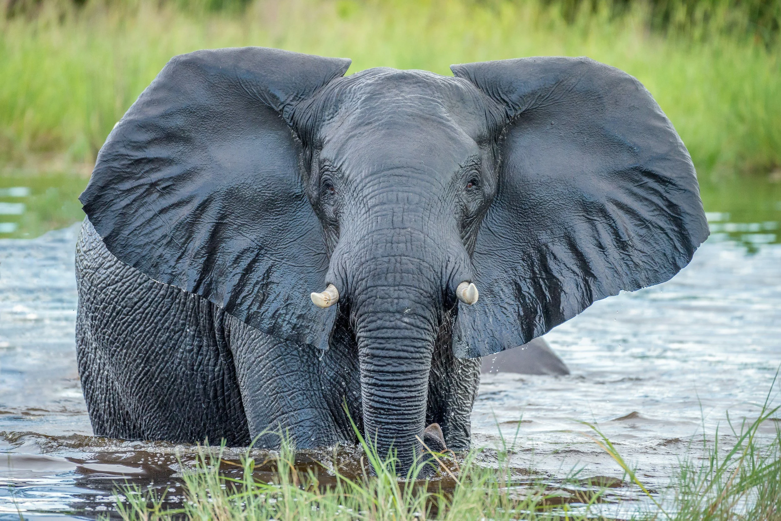 An adult elephant standing in a body of water, facing forward, with green vegetation in the background.