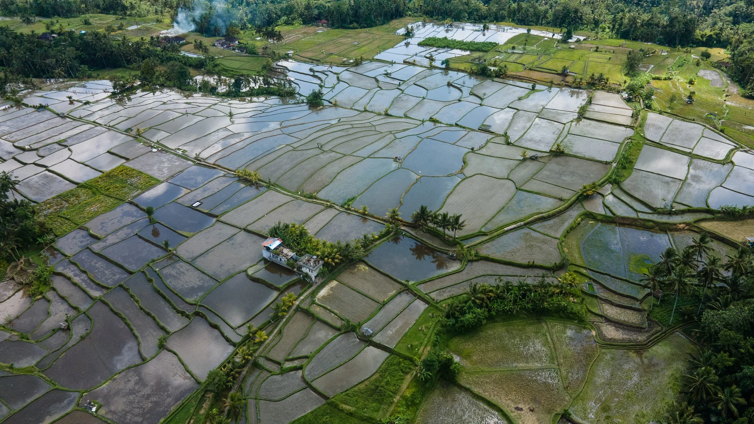 Aerial view of rice paddies in a lush, green tropical landscape with scattered small buildings and trees.