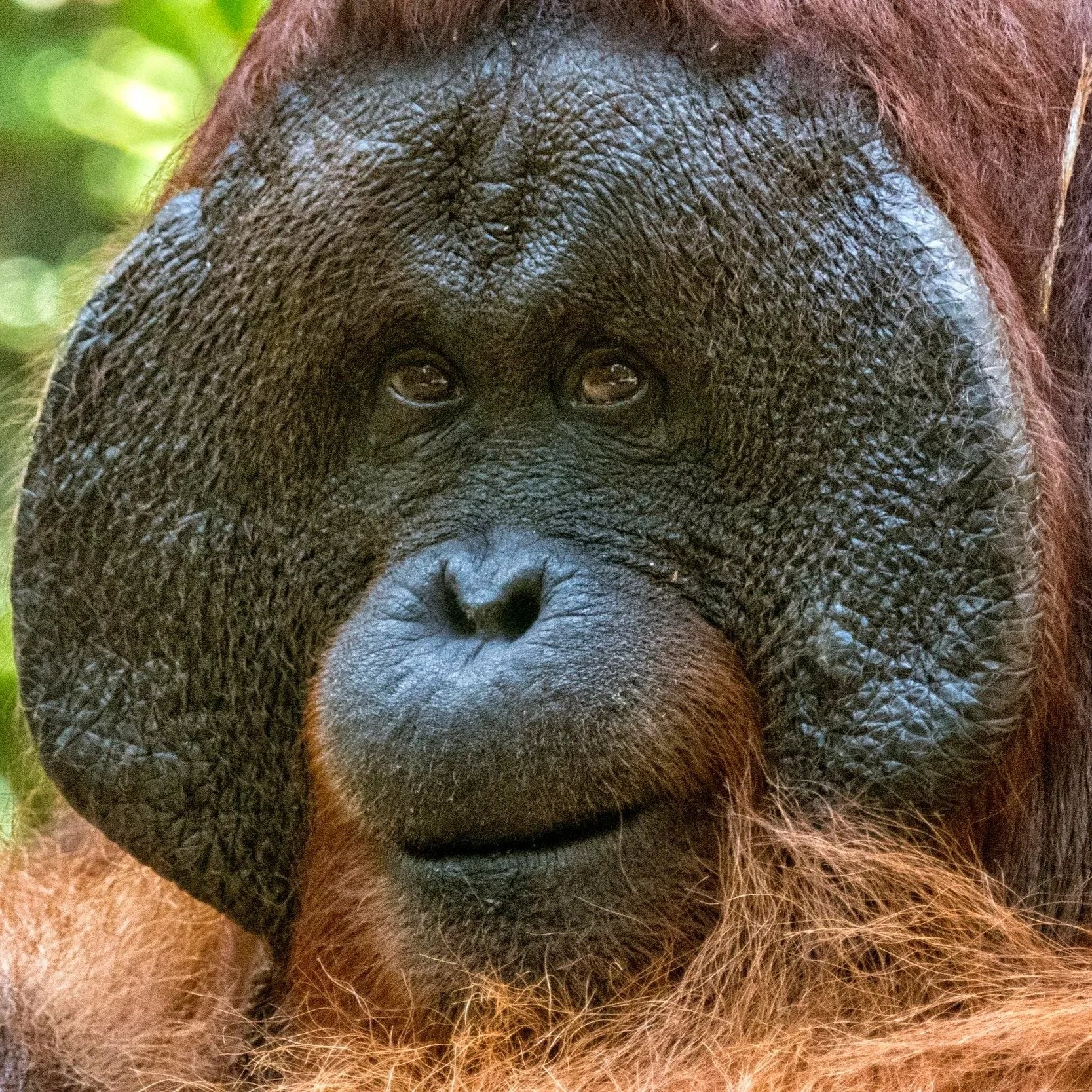Orangutan Male_Latika Nath_The Matilda Projec