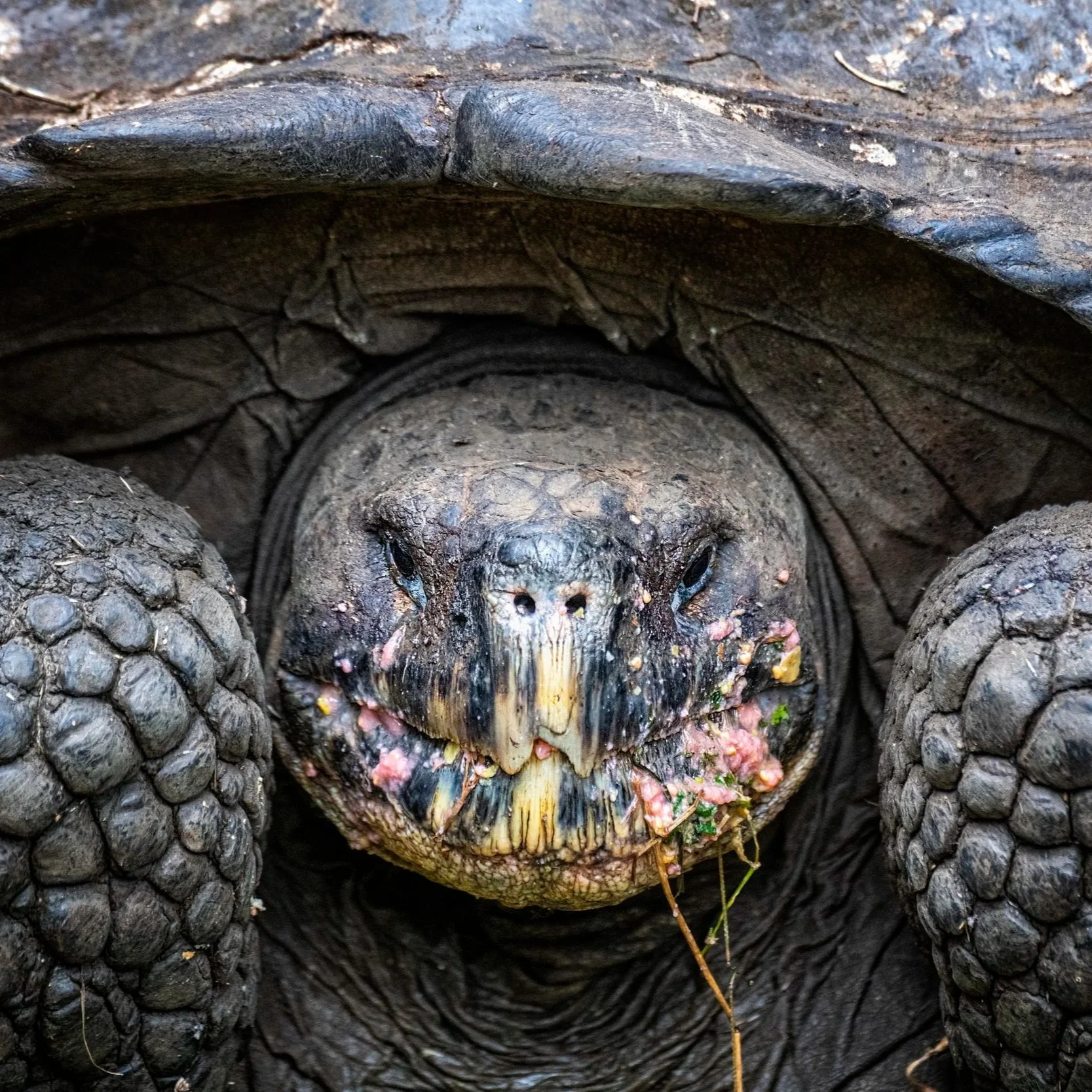Tortoise_Latika Nath_The Matilda Projec