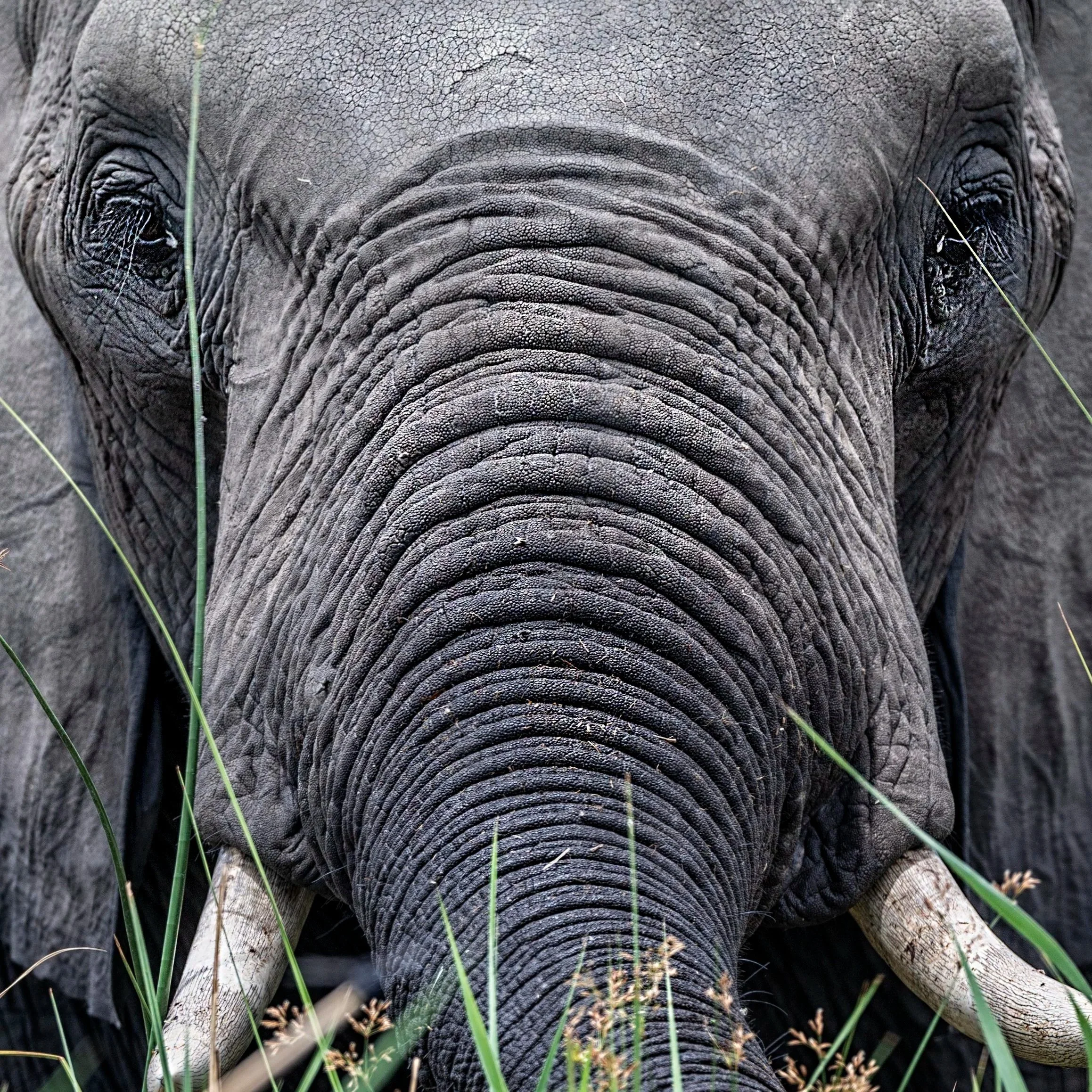 Elephant_Latika Nath_The Matilda Projec
