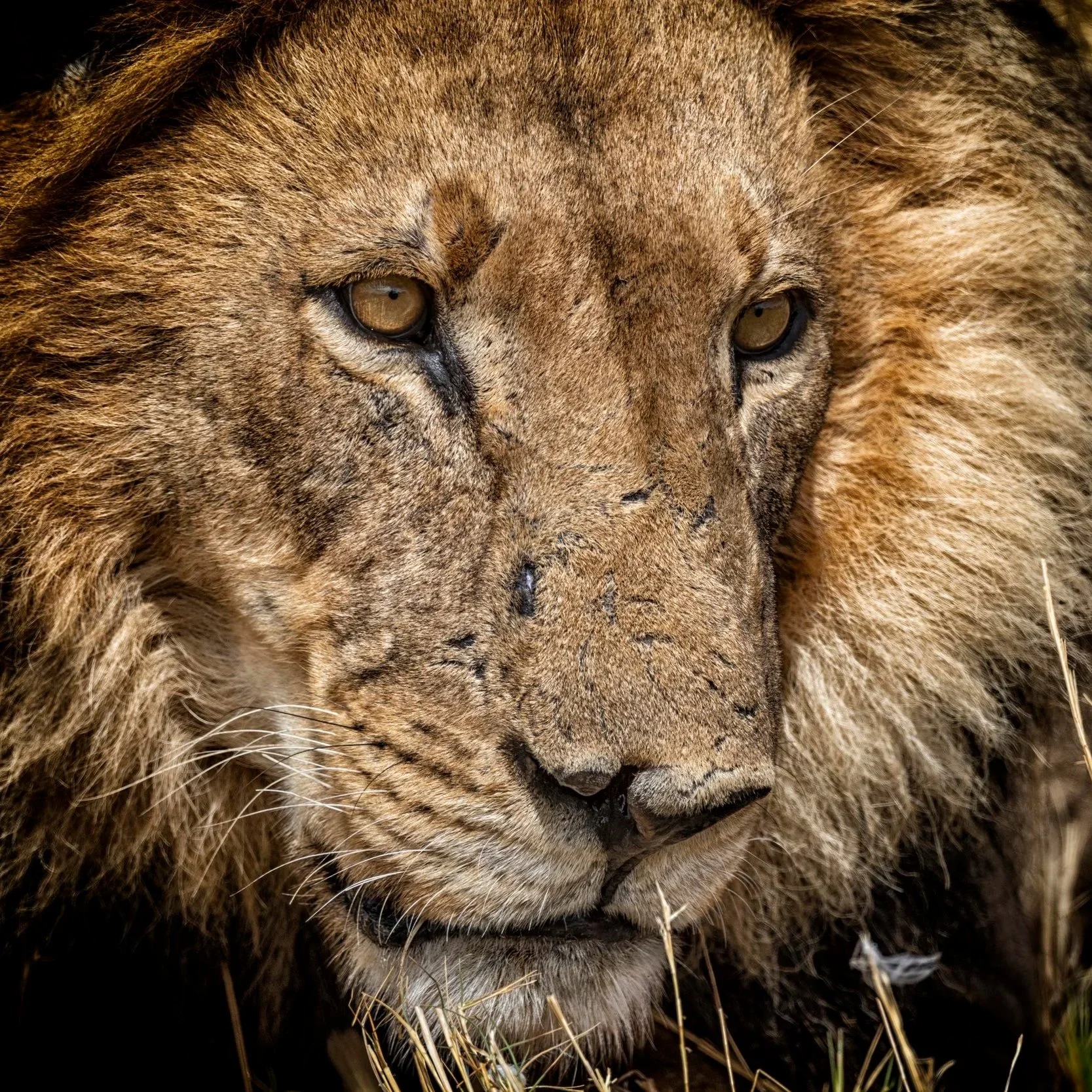 Lion_Latika Nath_The Matilda Projec