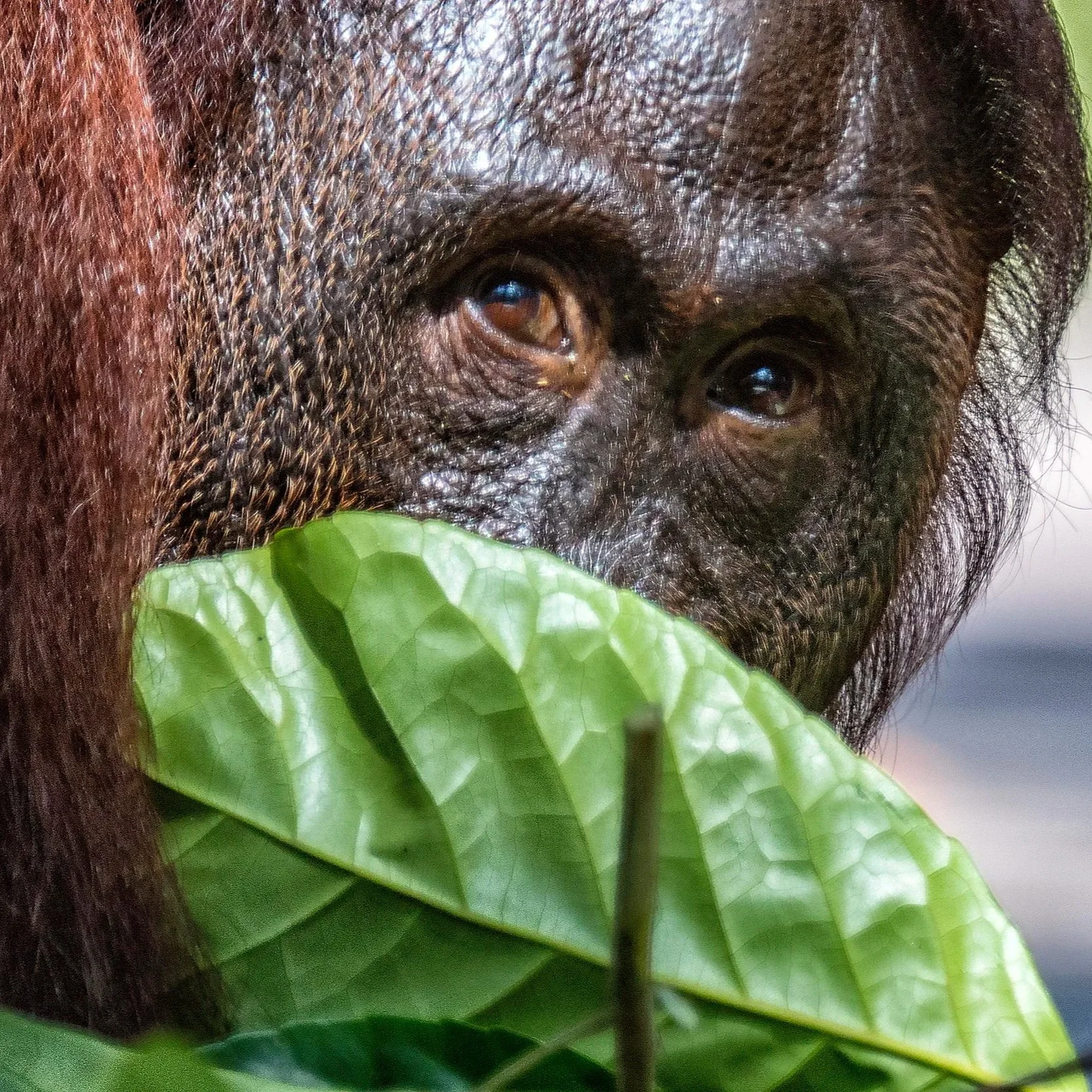 Orangutan Female_Latika Nath_The Matilda Projec