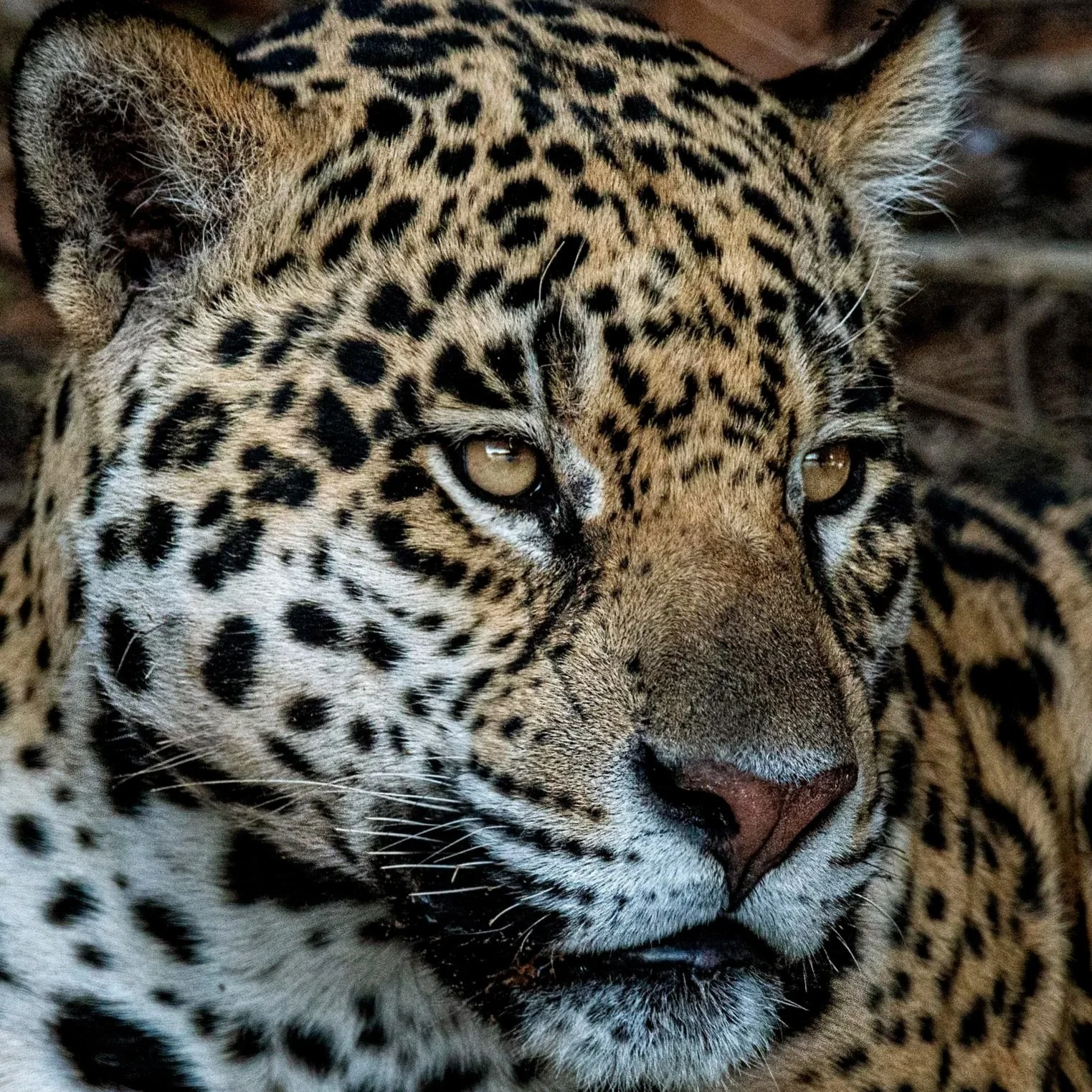 Leopard_Latika Nath_The Matilda Projec