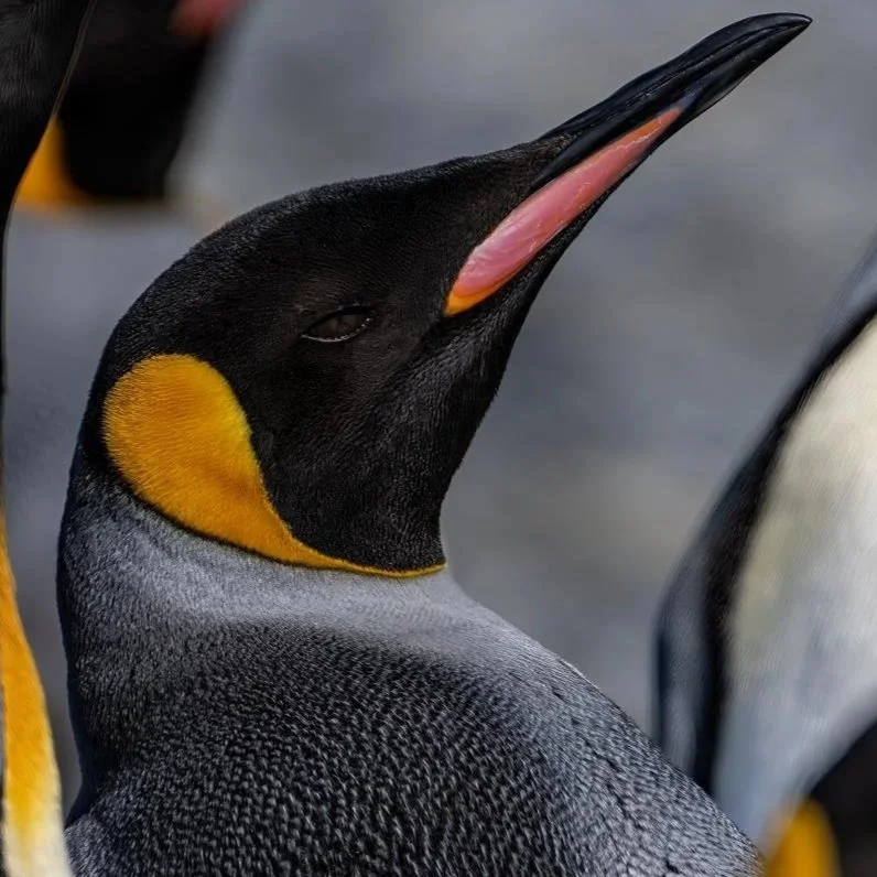 Penguins_Latika Nath_The Matilda Projec