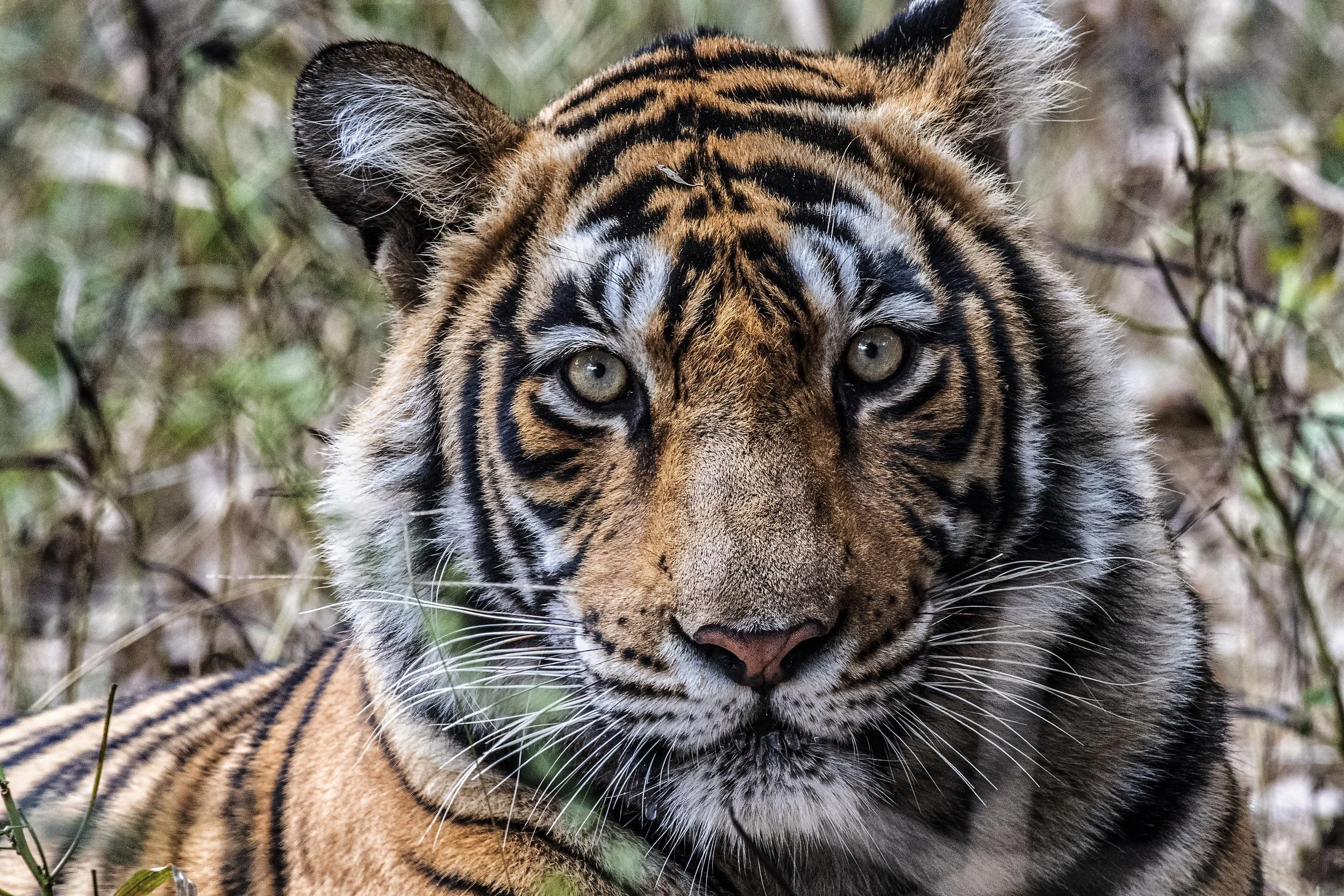 Tiger_Latika Nath_The Matilda Projec