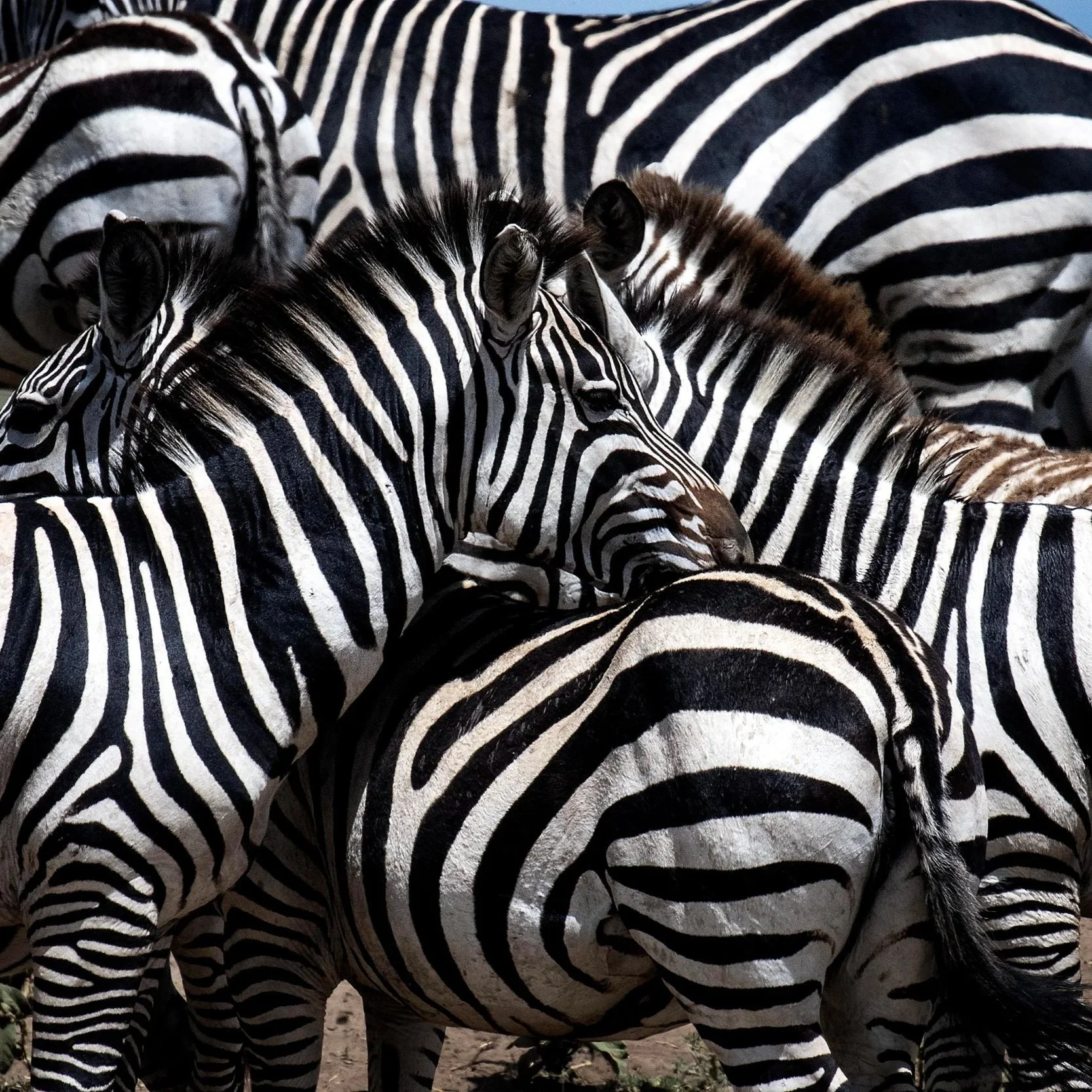 Zebra_Latika Nath_The Matilda Projec