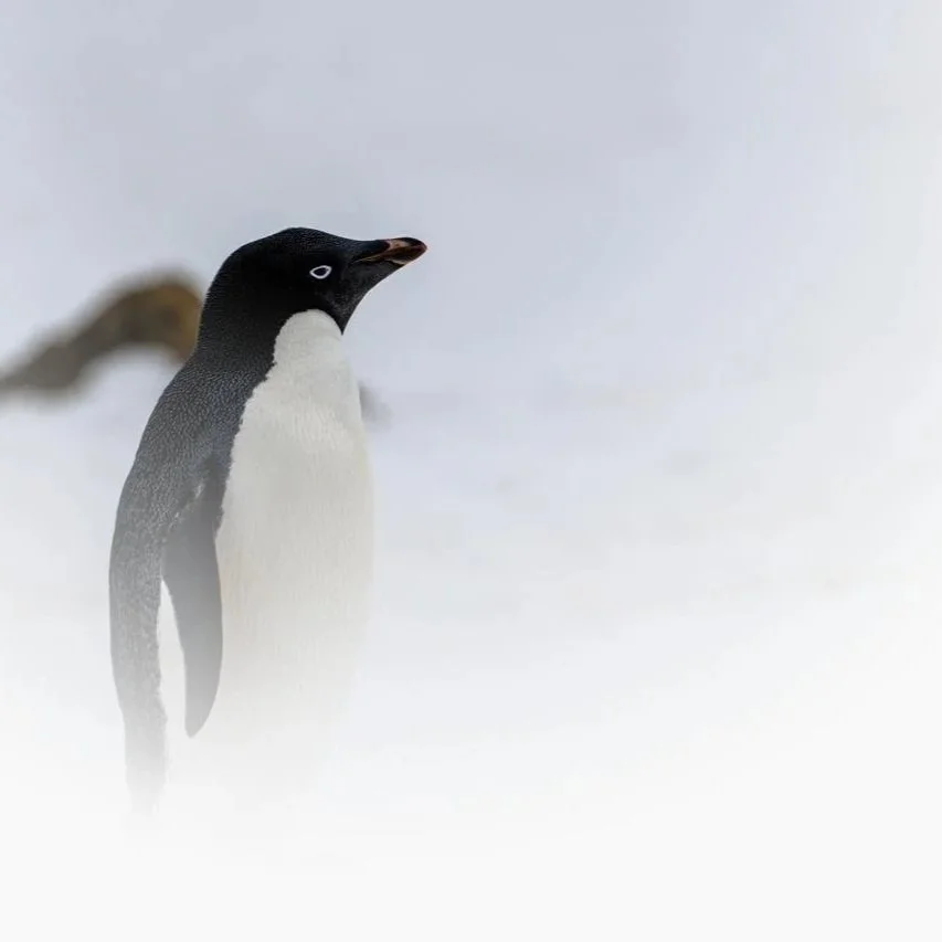 penguin_Latika Nath_The Matilda Projec