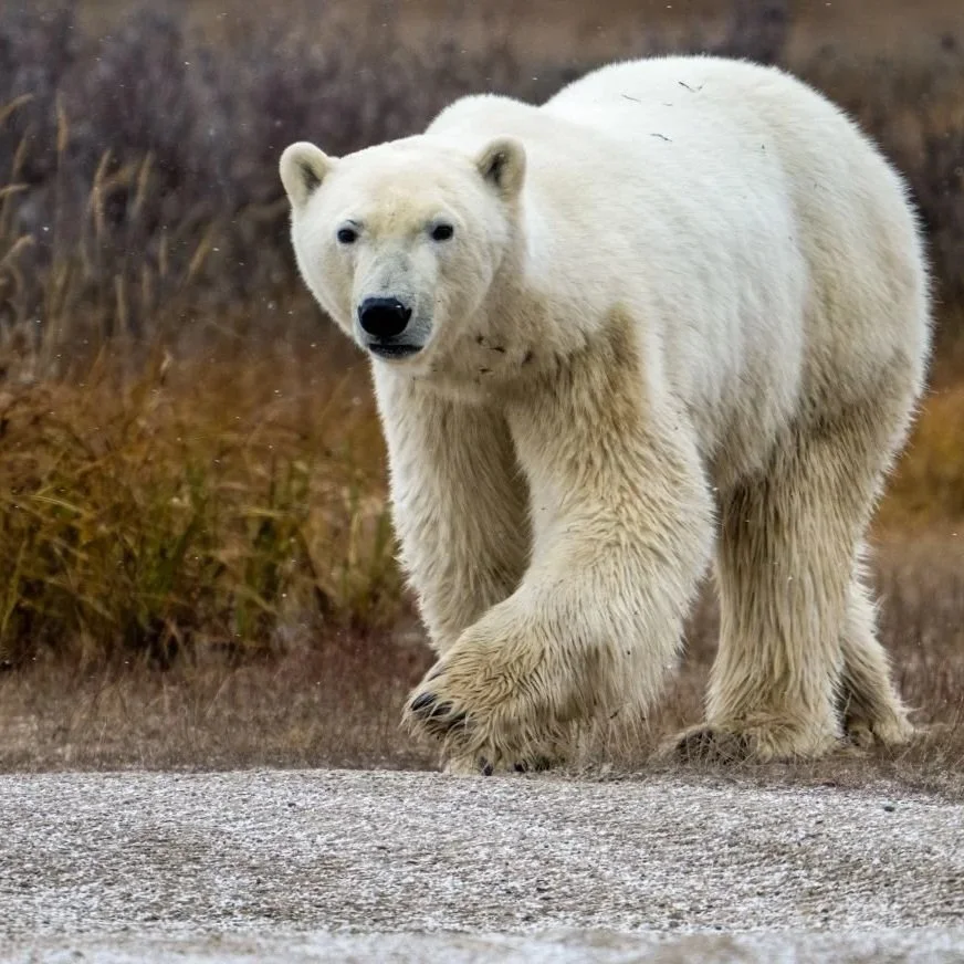 Polar Bear_Latika Nath_The Matilda Projec
